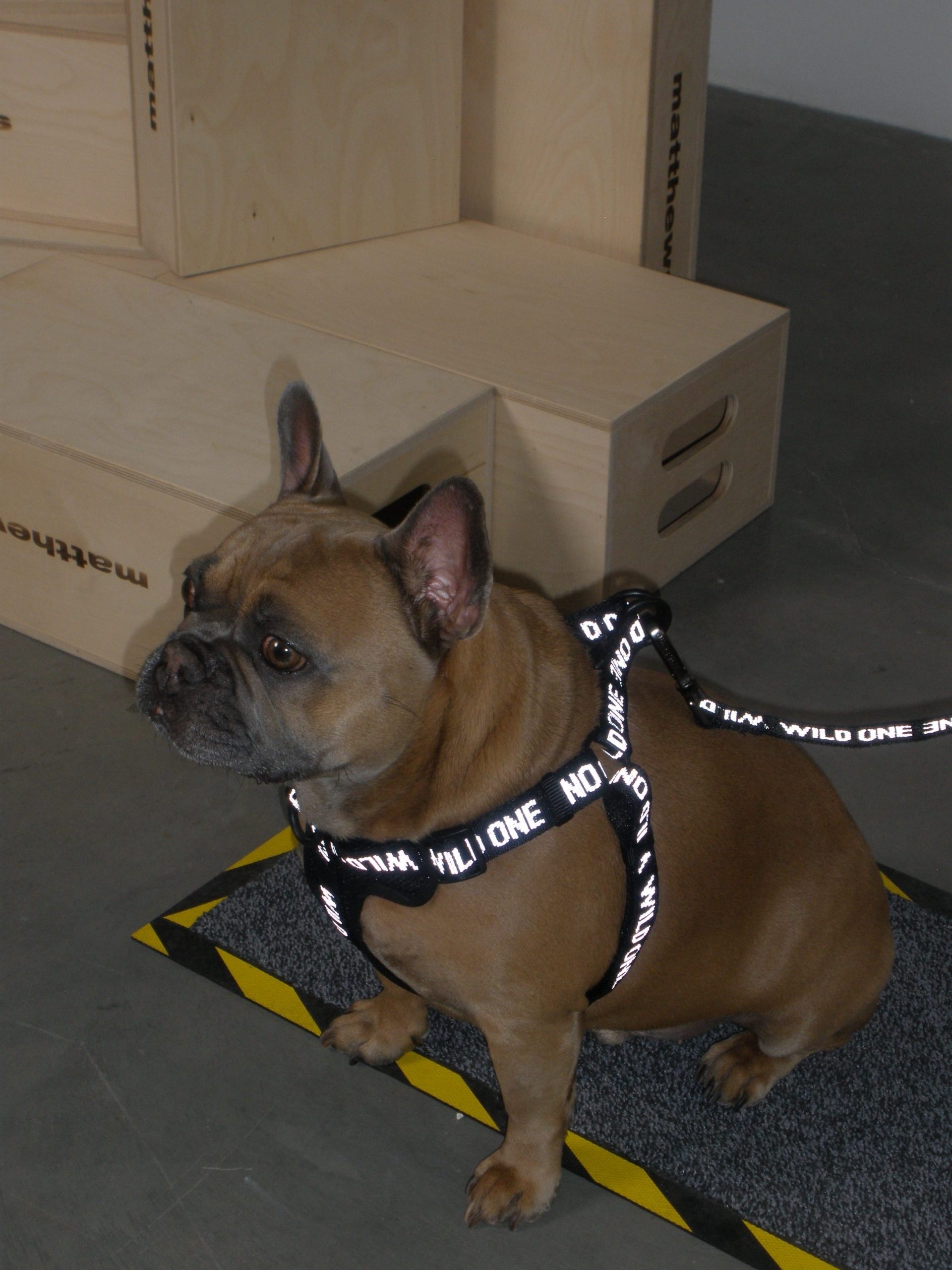 Step-In Dog Harness - Image 18