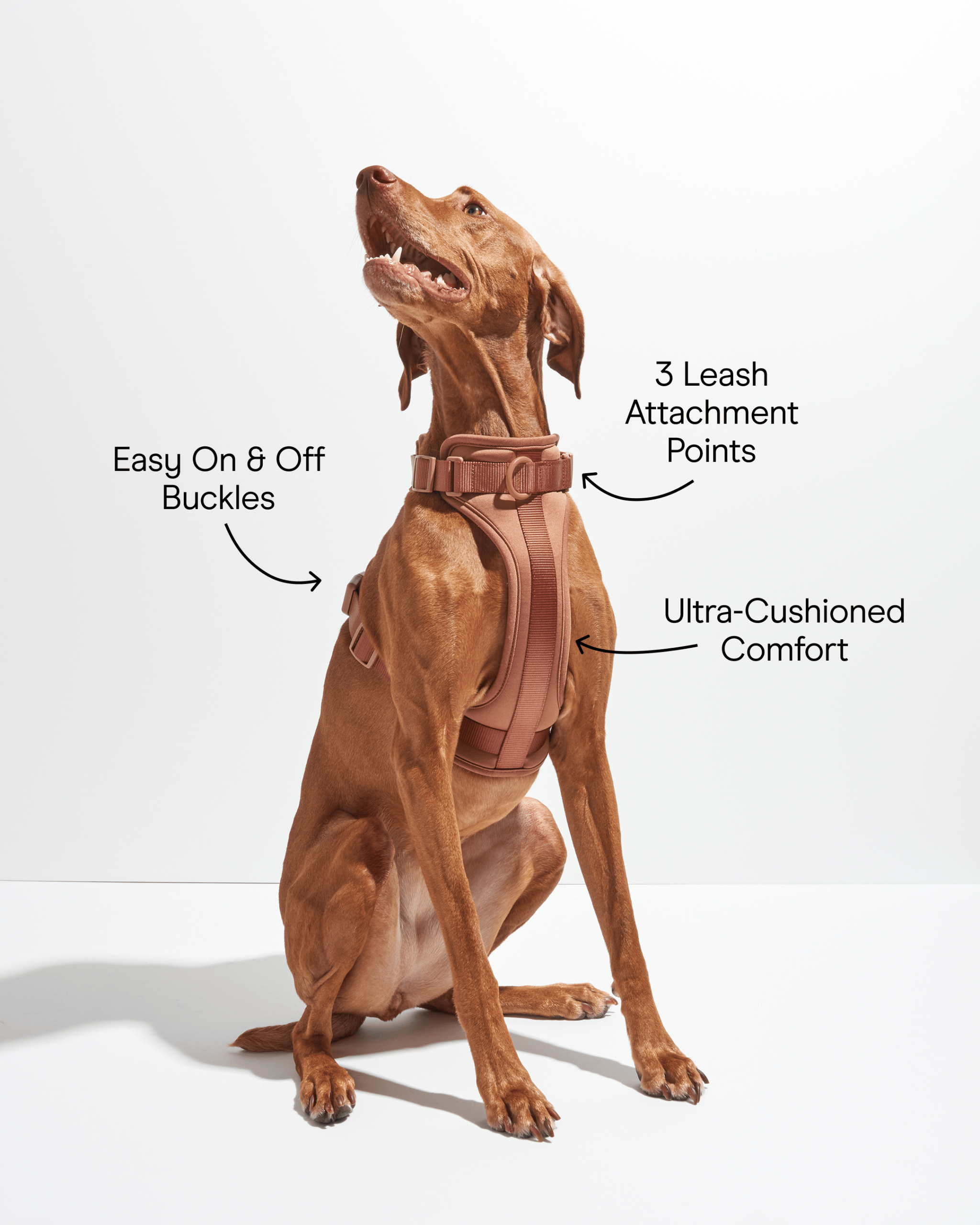 Cushioned Dog Harness - Image 22