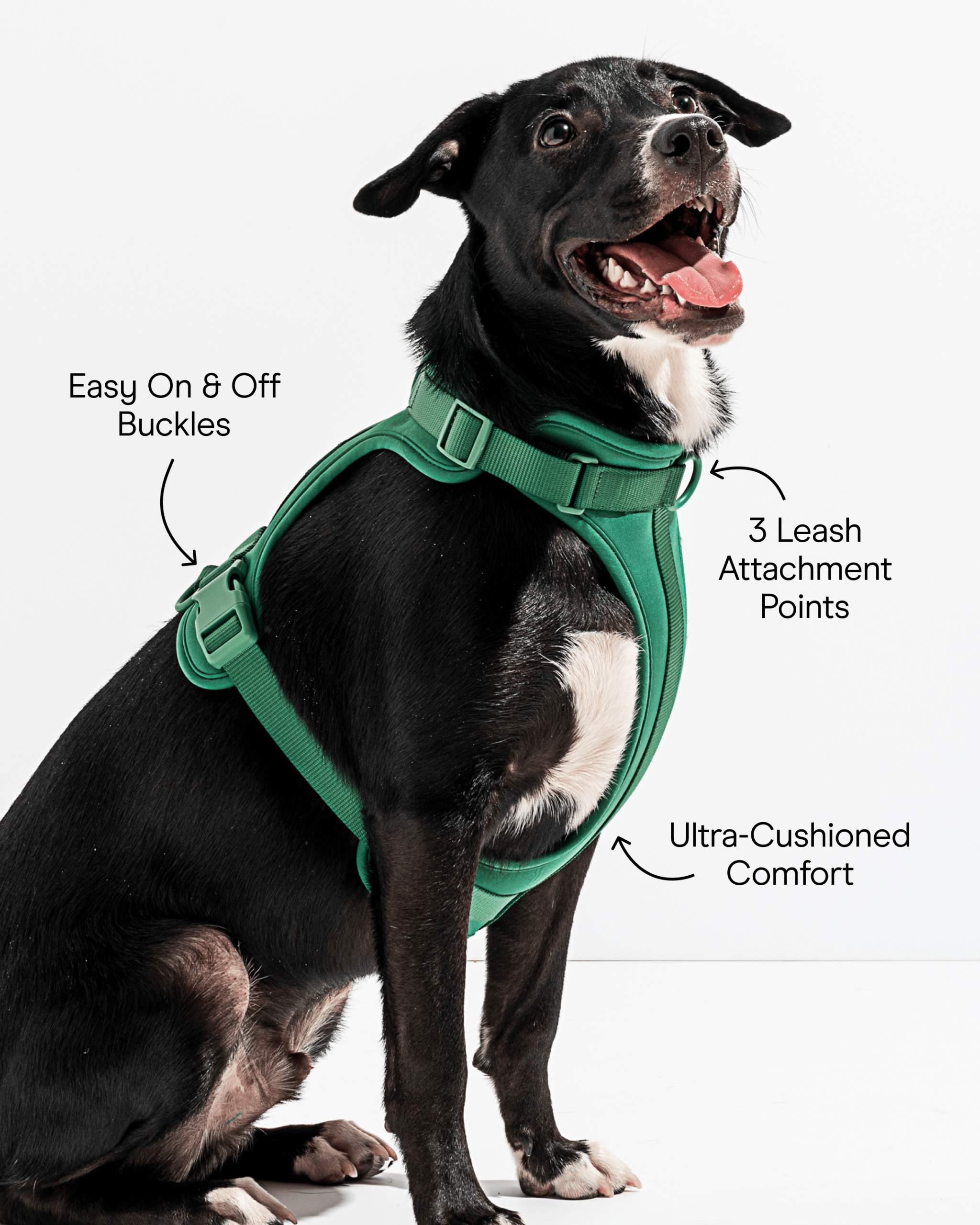 Cushioned Dog Harness - Image 14