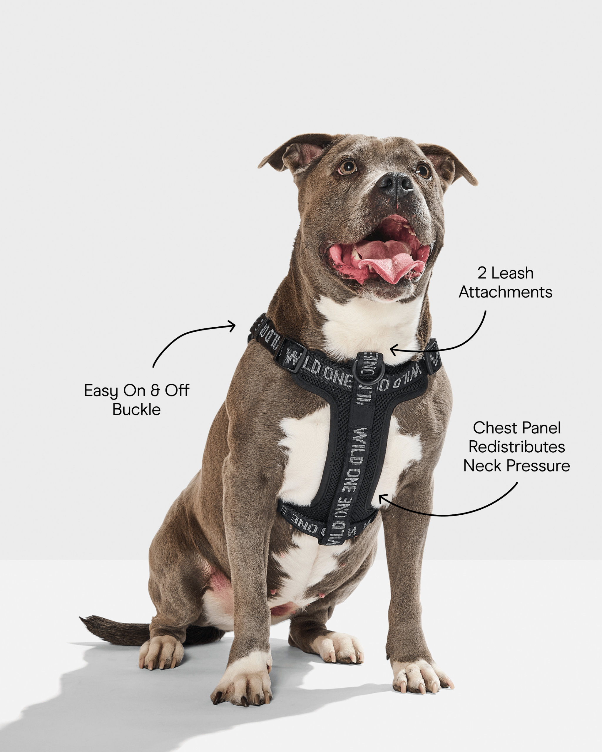 Step-In Dog Harness - Image 16