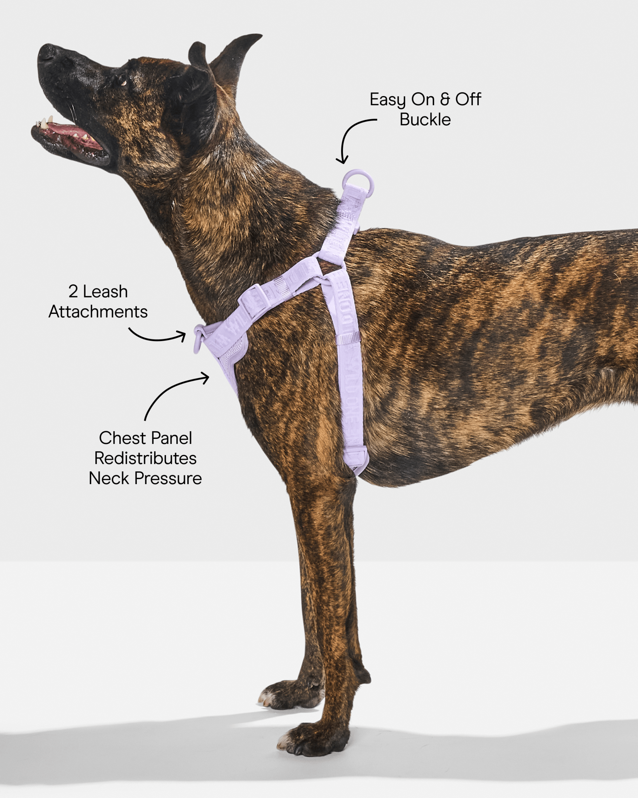 Step-In Dog Harness - Image 22