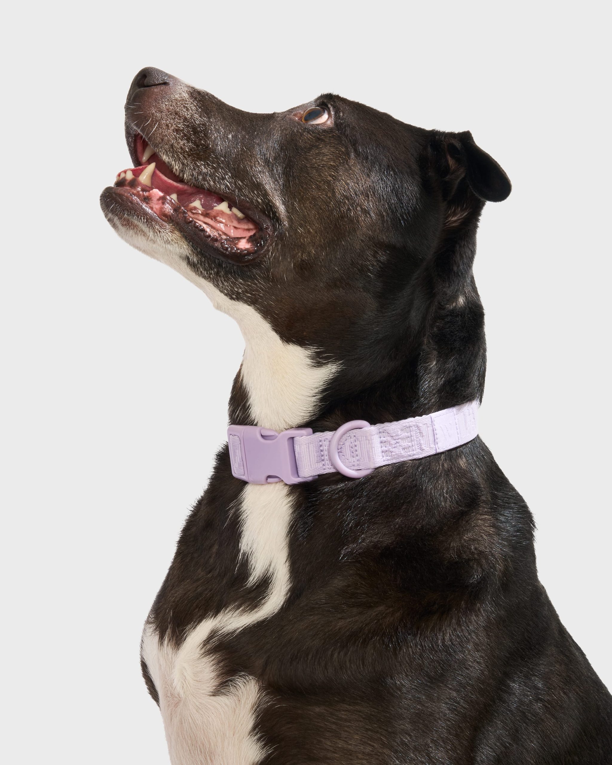 Quick-Release Dog Collar - Image 4