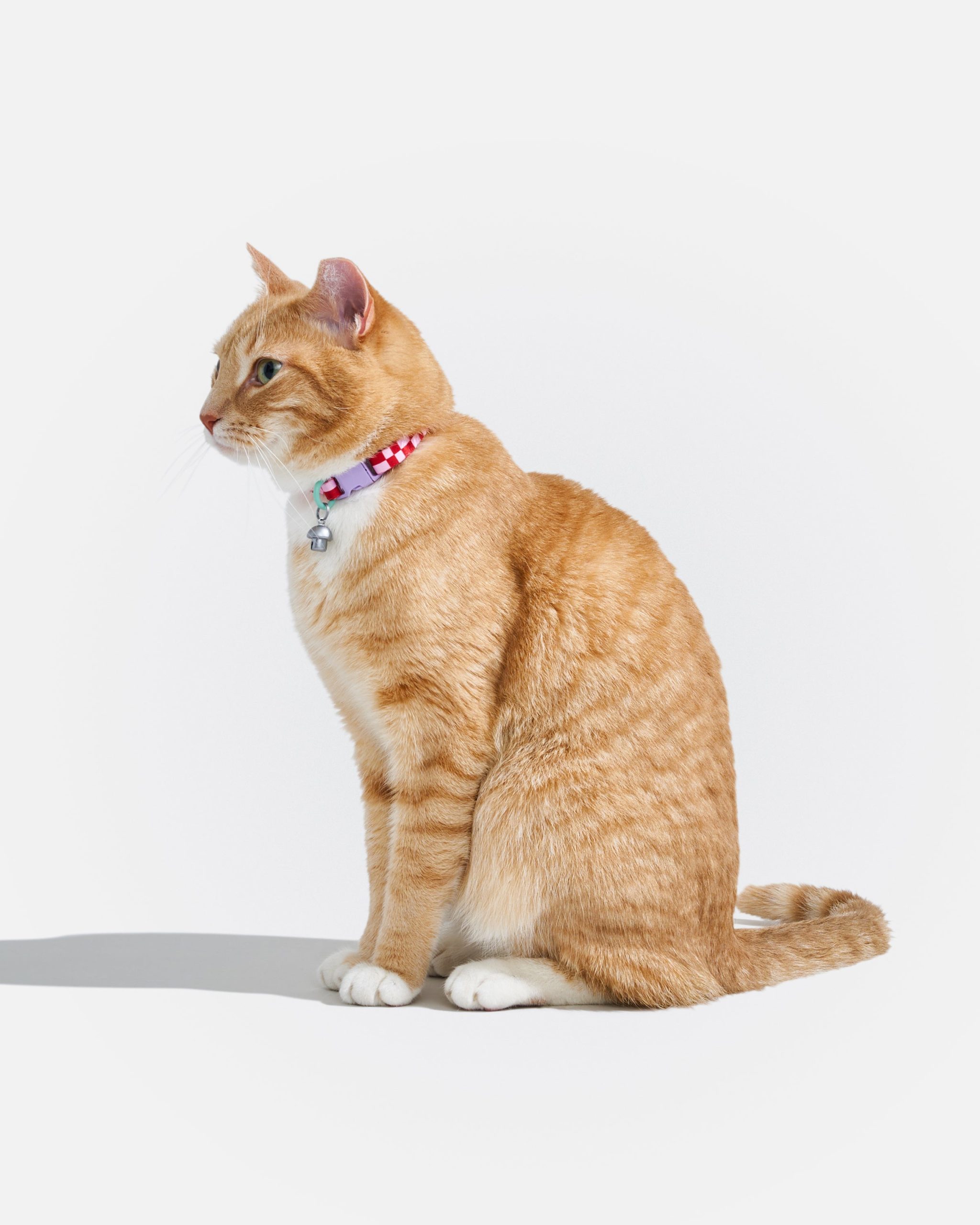 Breakaway Cat Collar - Image 20