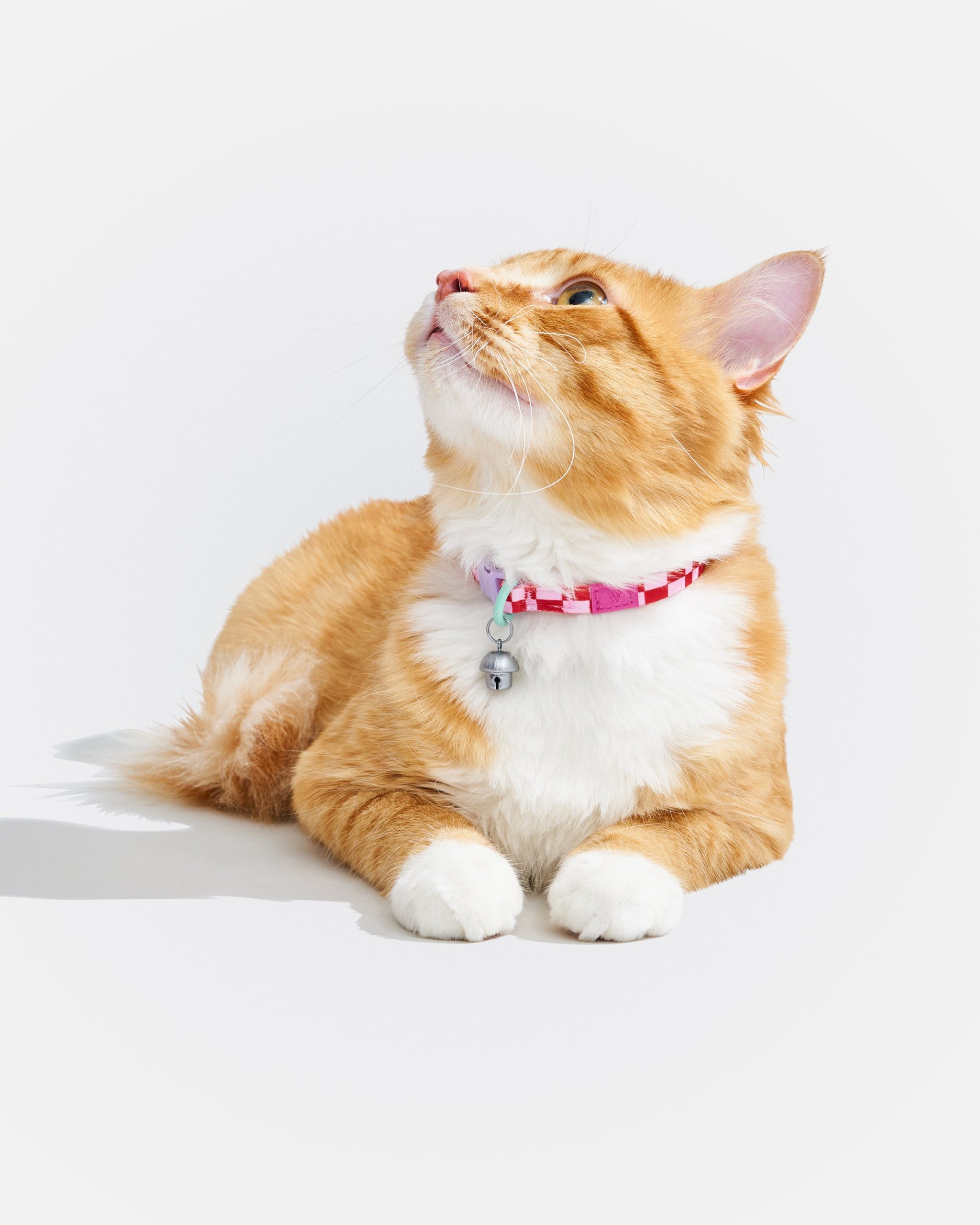 Breakaway Cat Collar - Image 6