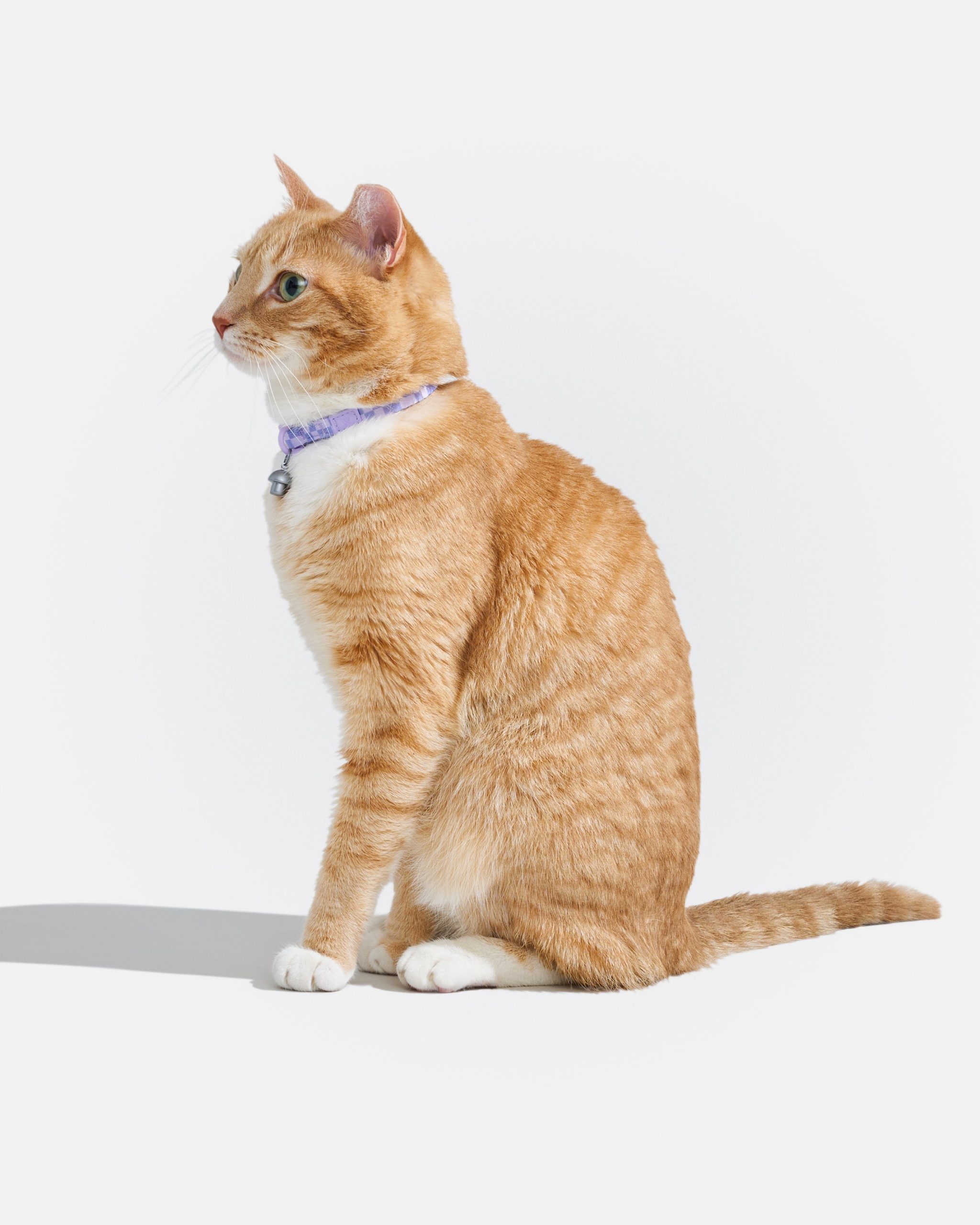 Breakaway Cat Collar - Image 28