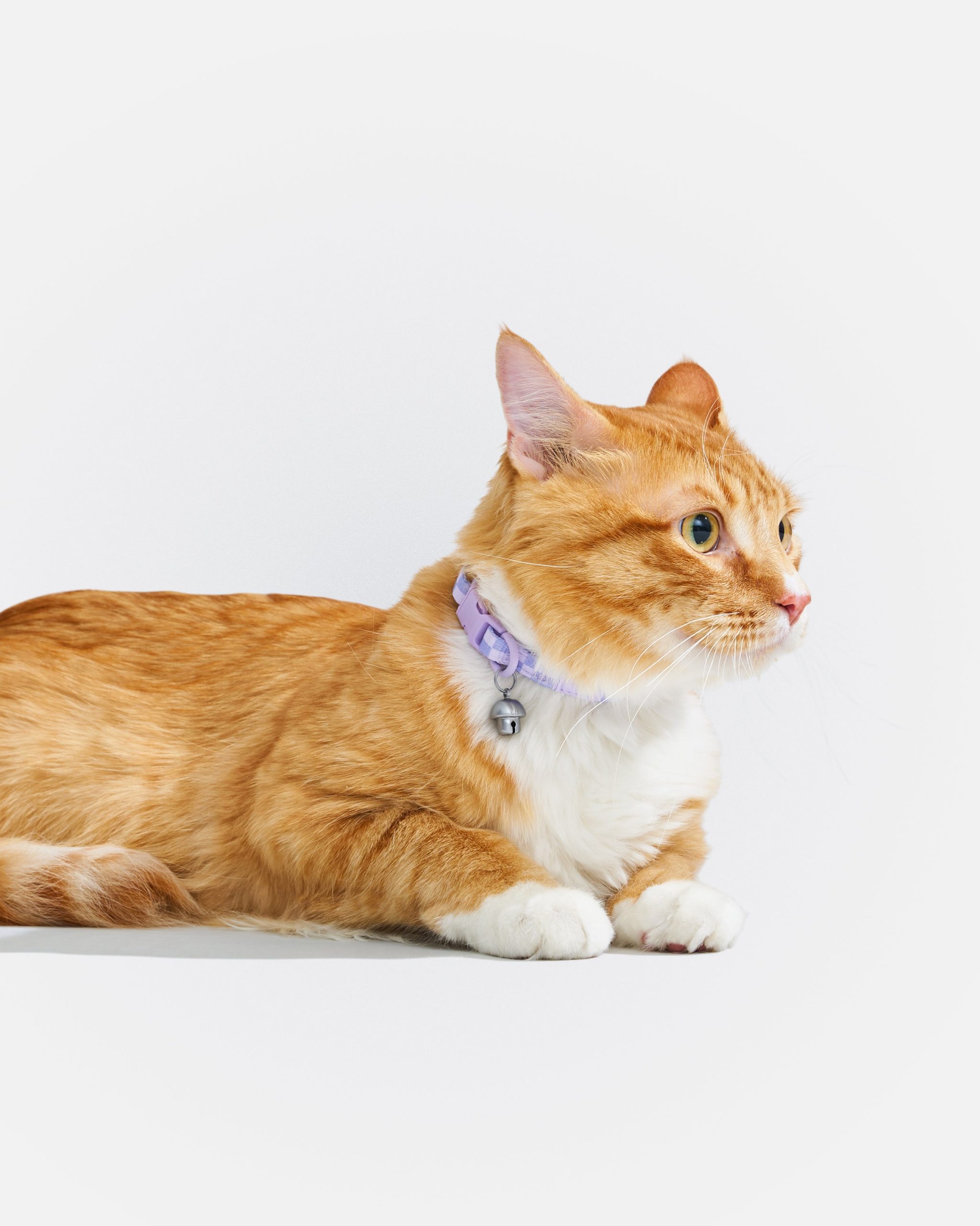 Breakaway Cat Collar - Image 11