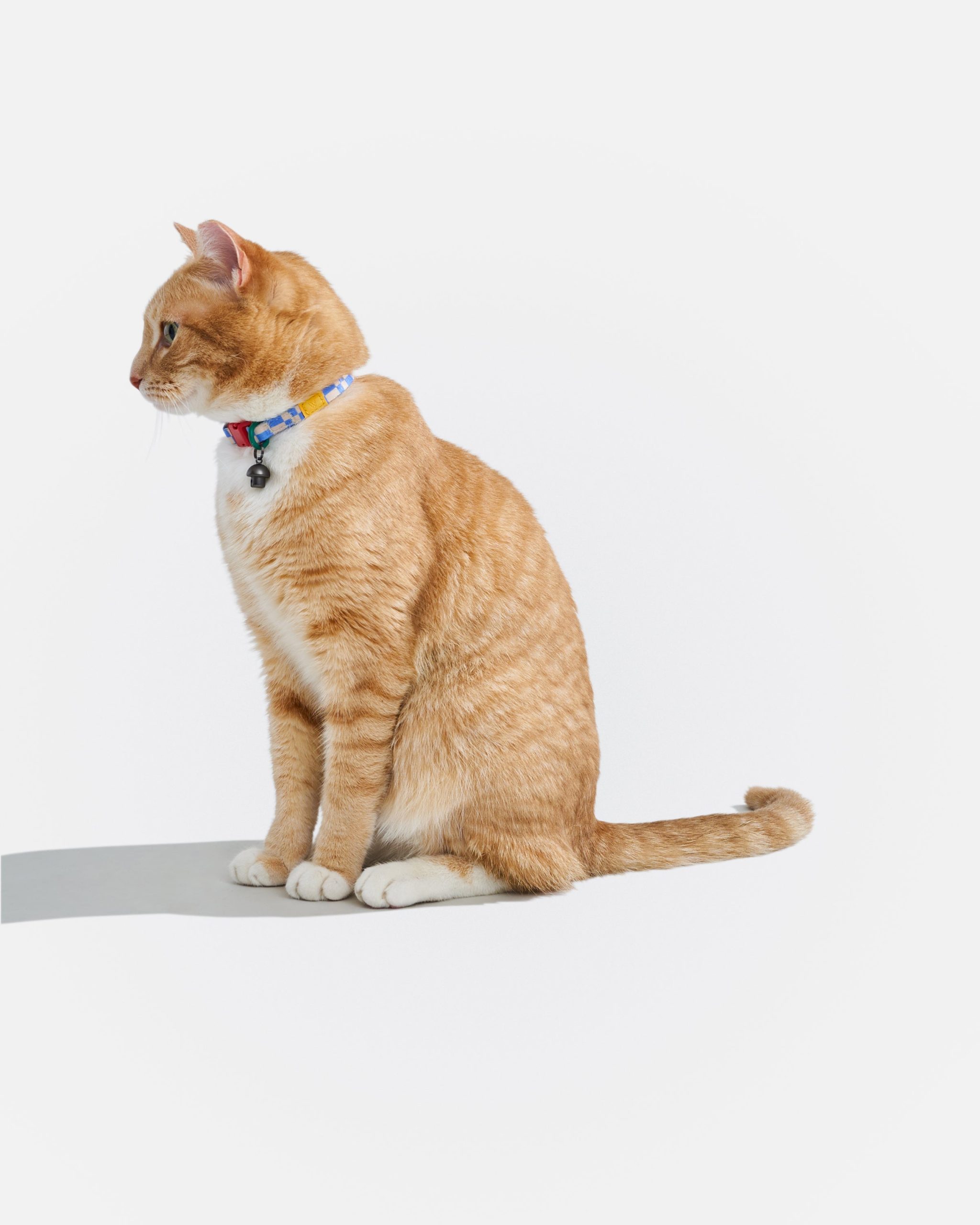 Breakaway Cat Collar - Image 15
