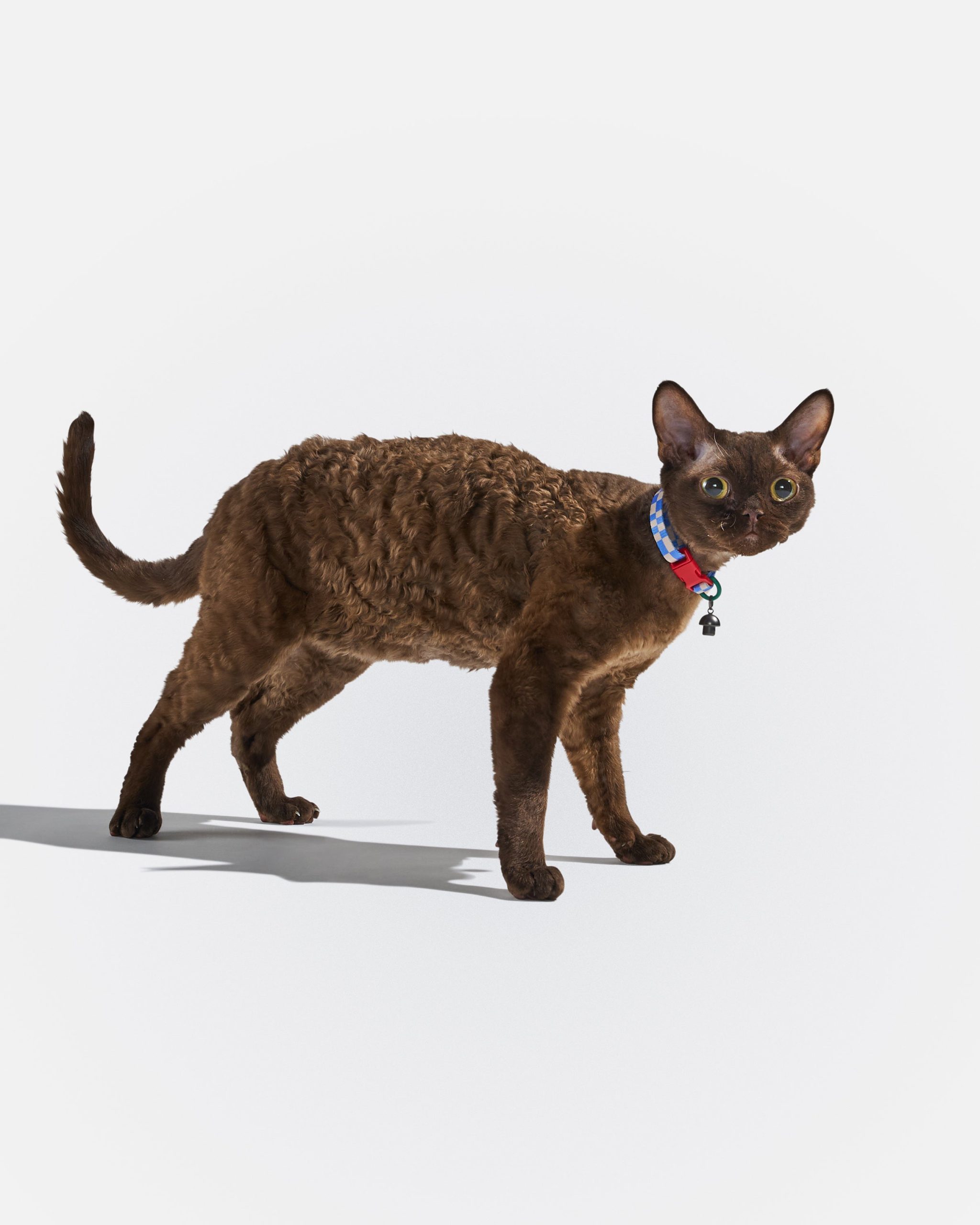 Breakaway Cat Collar - Image 2