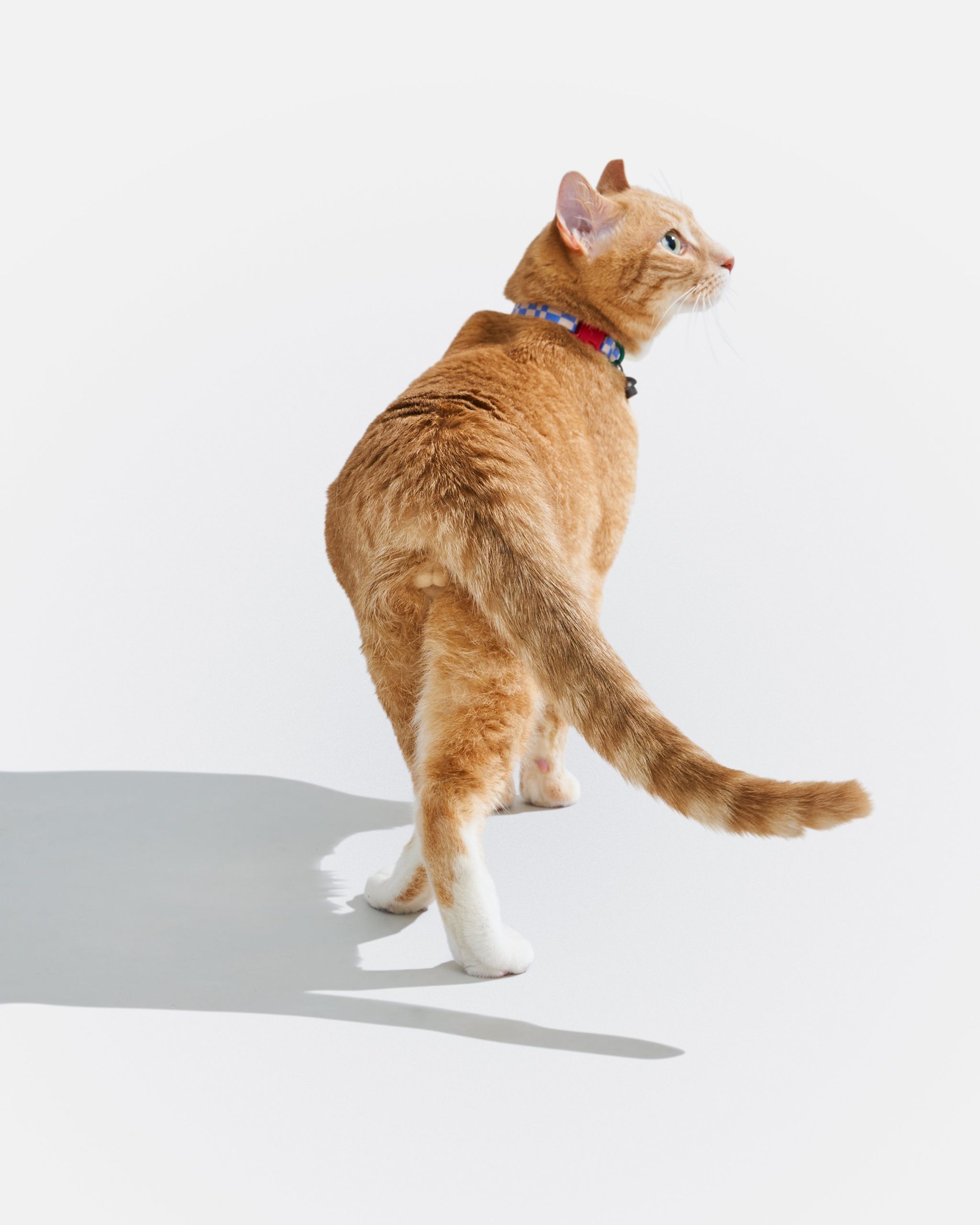Breakaway Cat Collar - Image 27