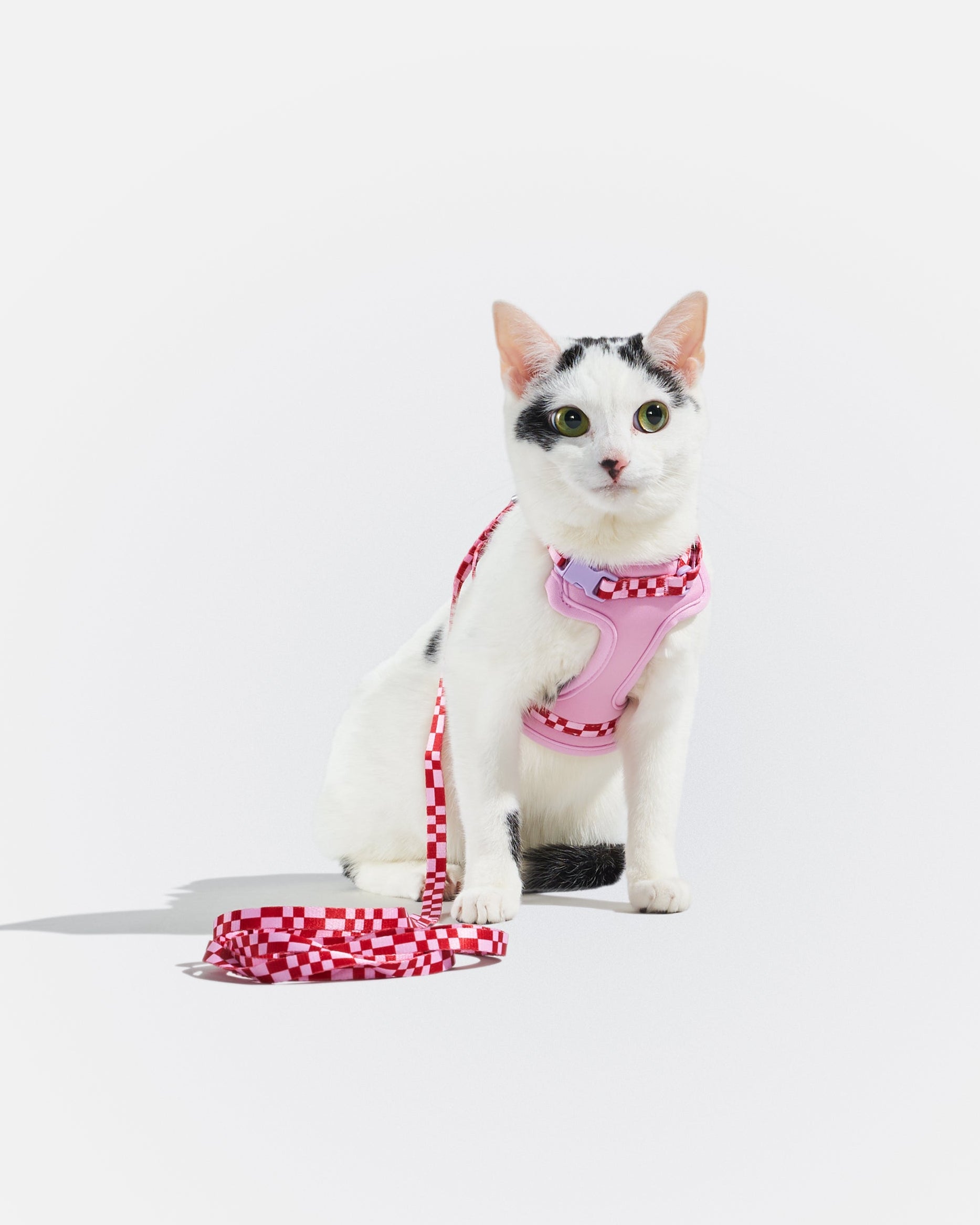Cat Harness & Leash - Image 17