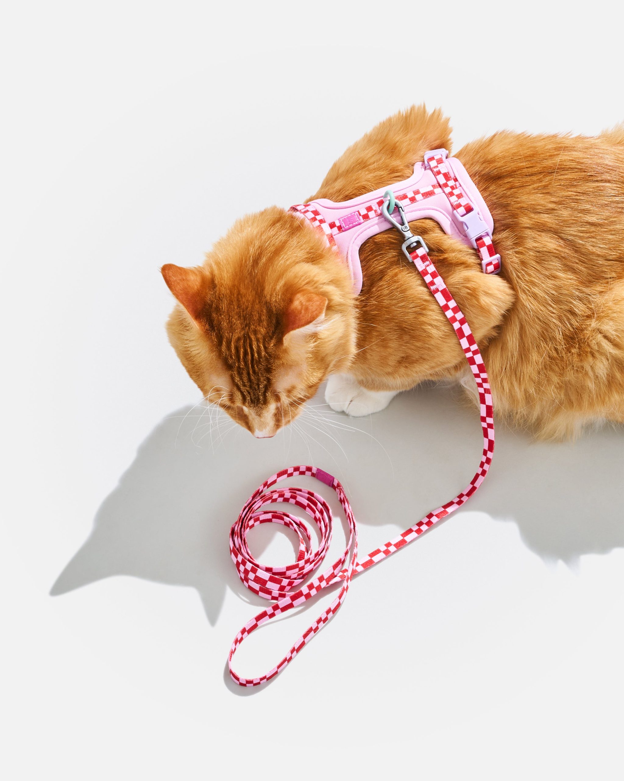 Cat Harness & Leash - Image 21
