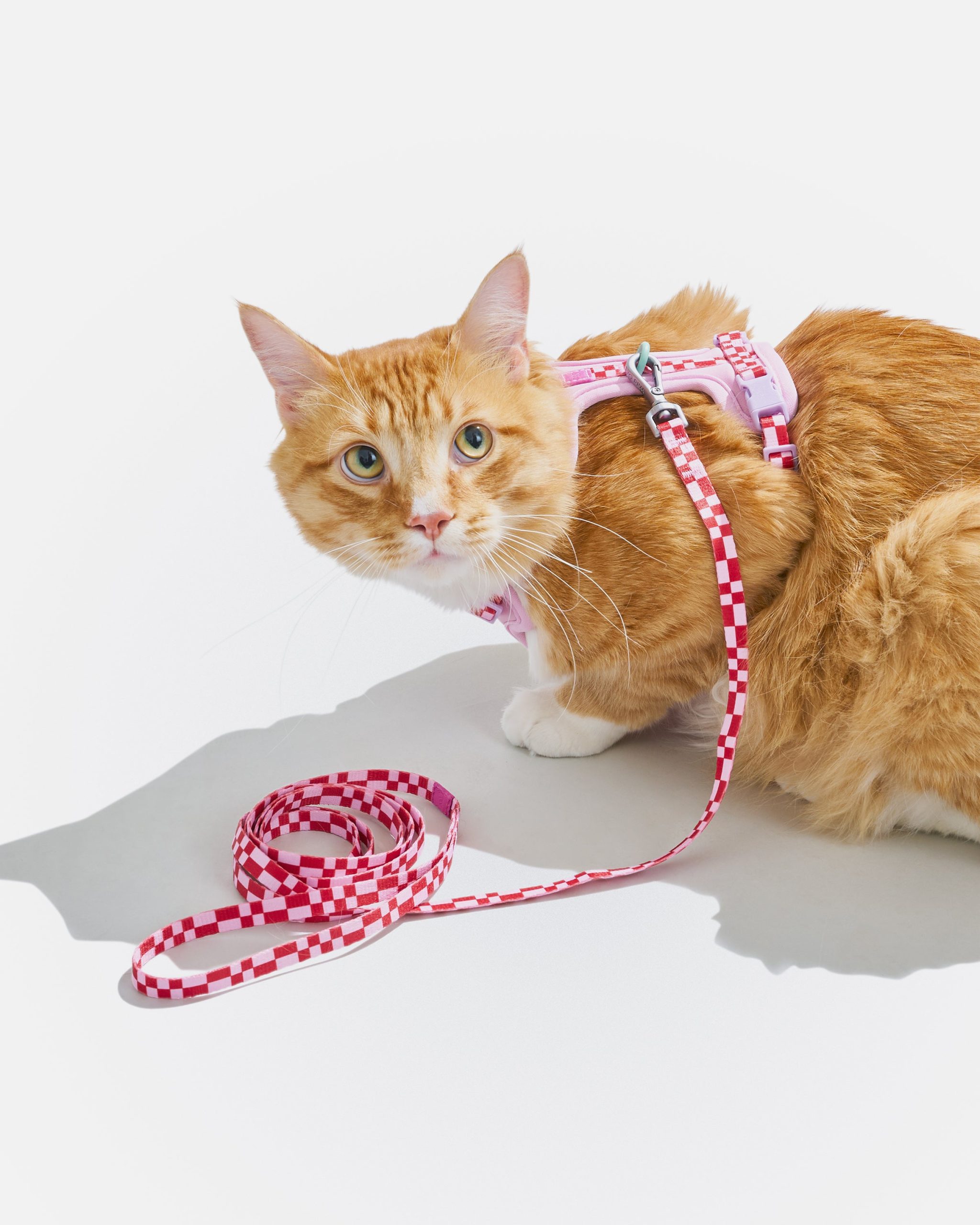 Cat Harness & Leash - Image 22