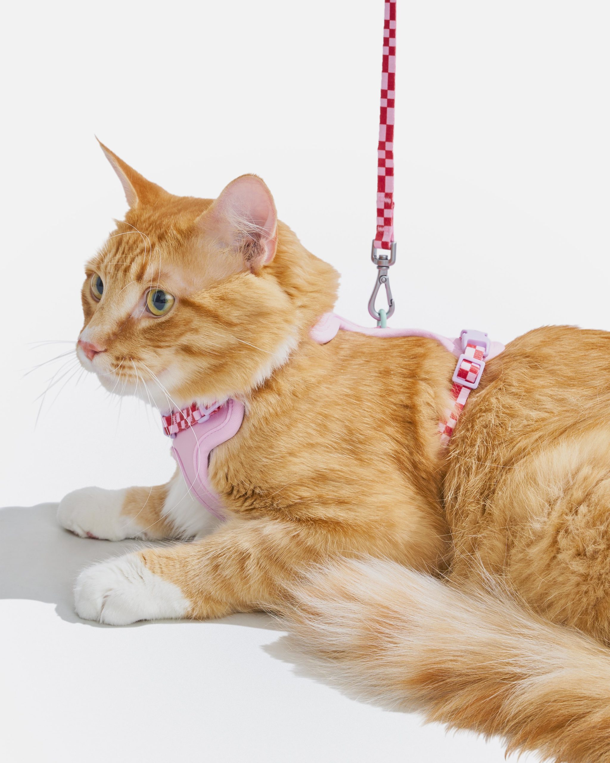Cat Harness & Leash - Image 18