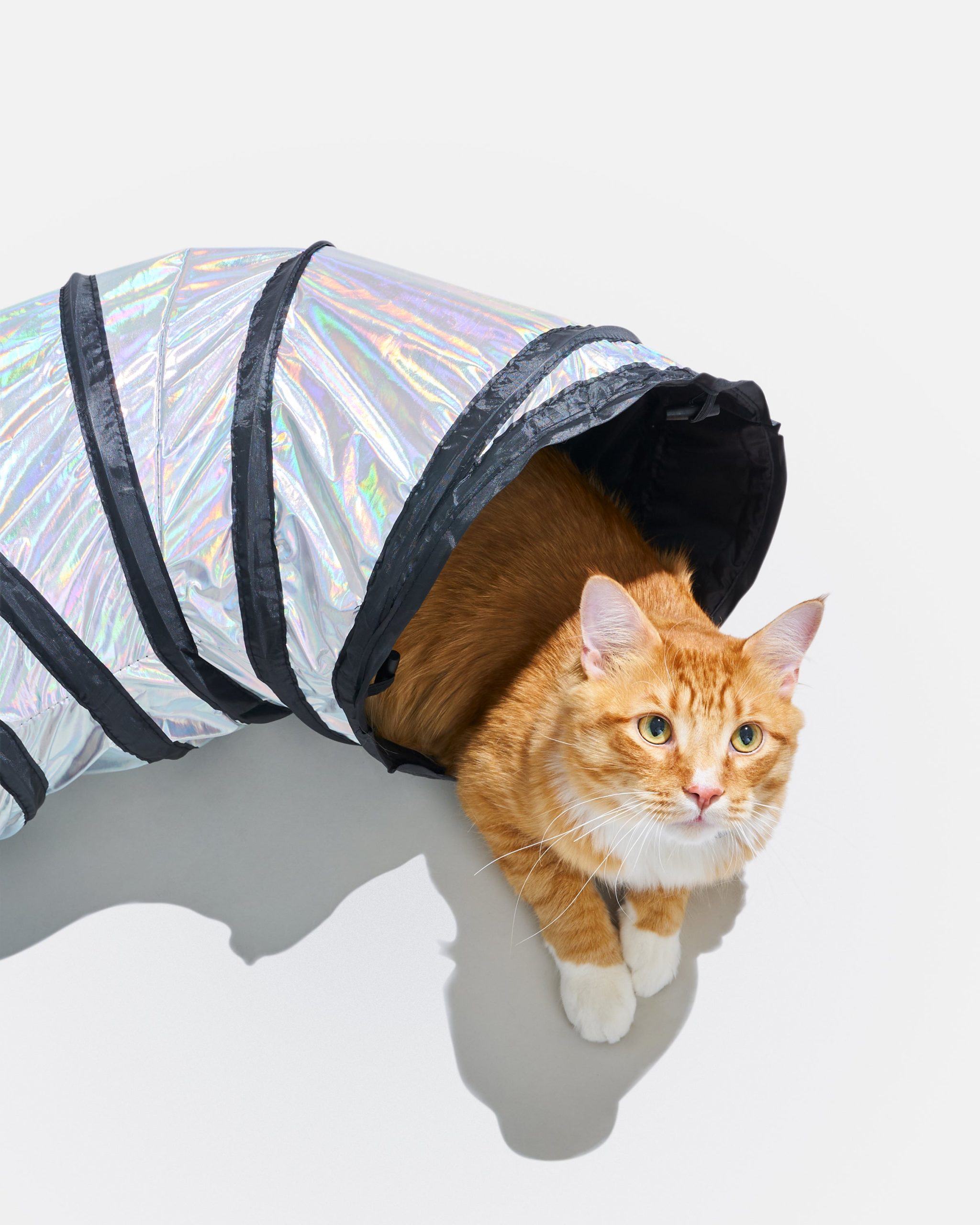 Cat Tunnel - Image 8
