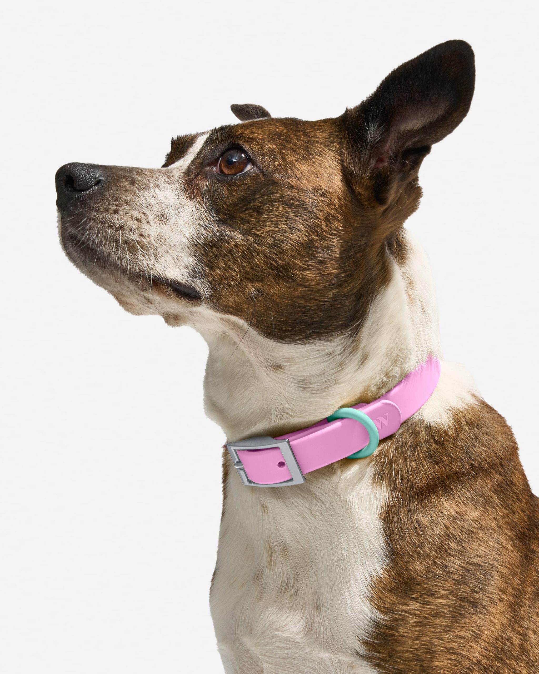 Waterproof Dog Collar - Image 2