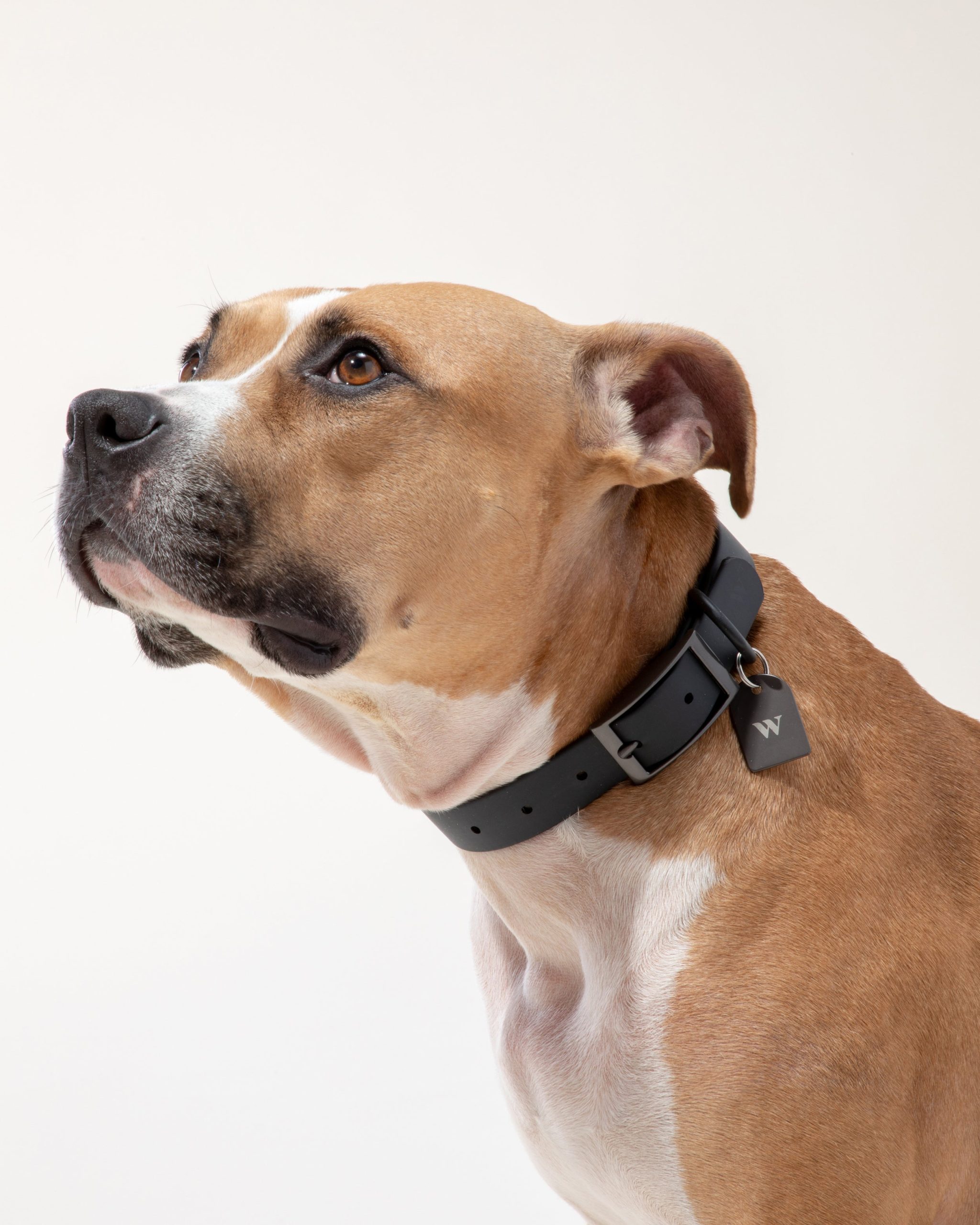 Custom Dog Tag - Image 6