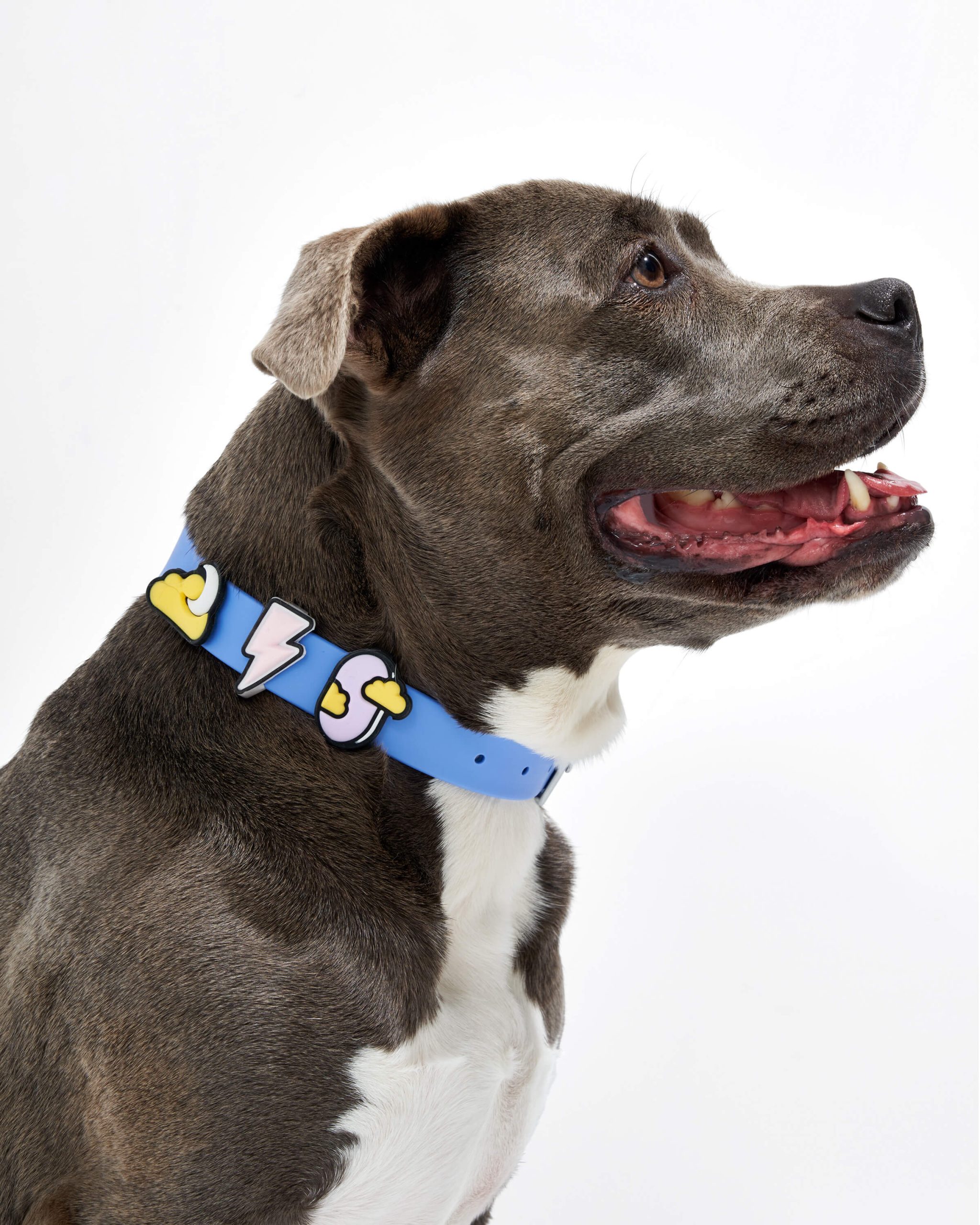 Dog Flair Pack - Image 9