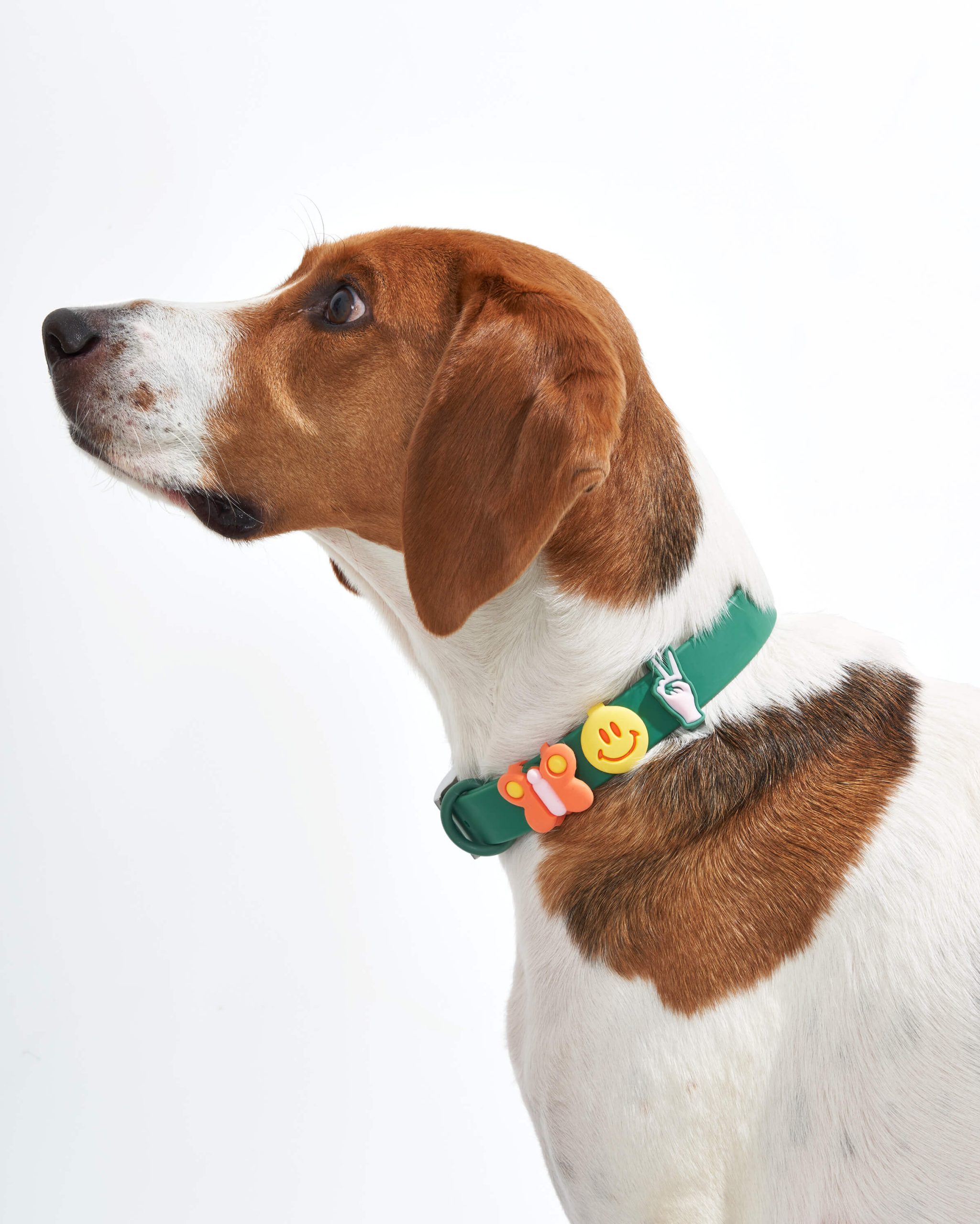 Dog Flair Pack - Image 3