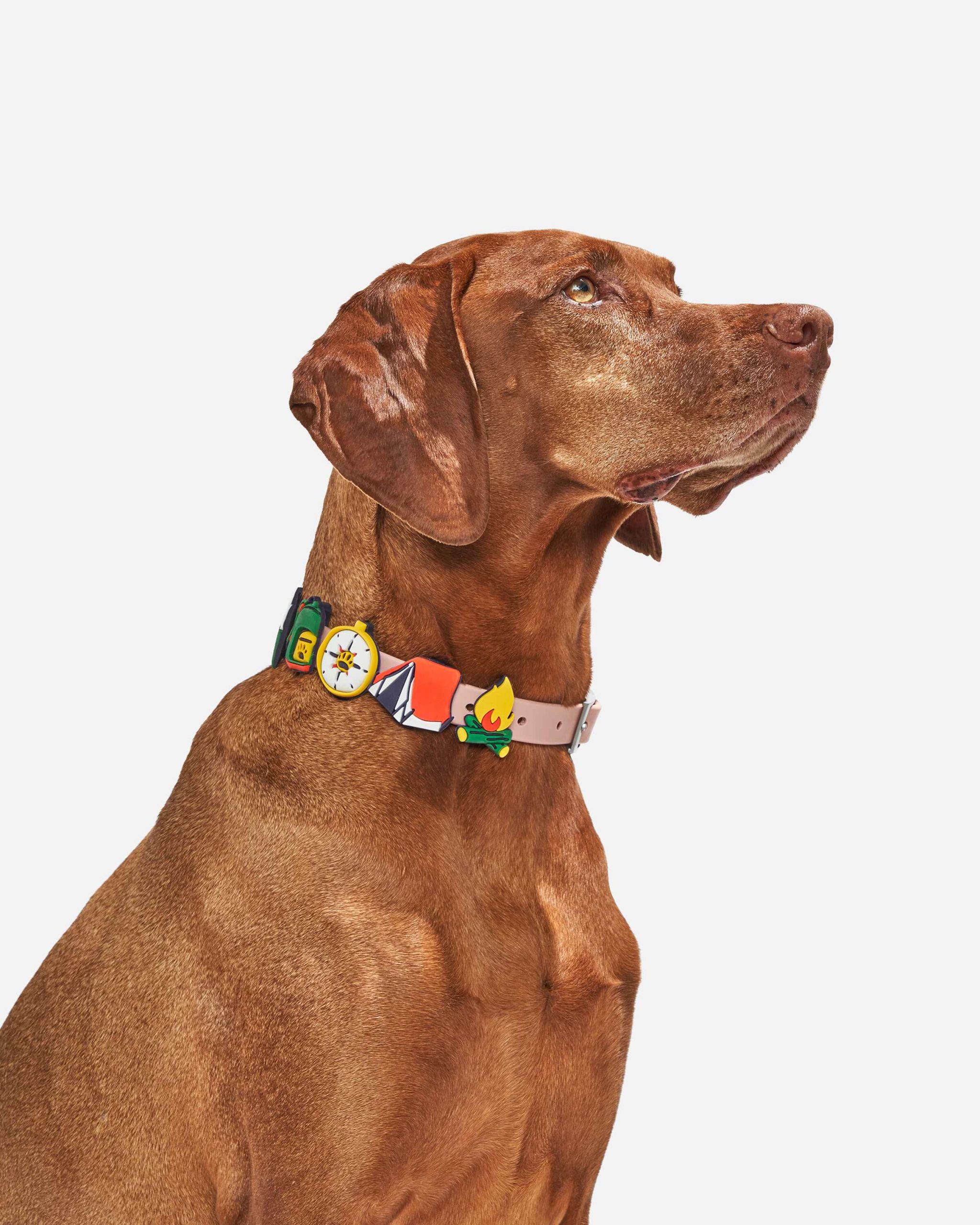 Dog Flair Pack - Image 2