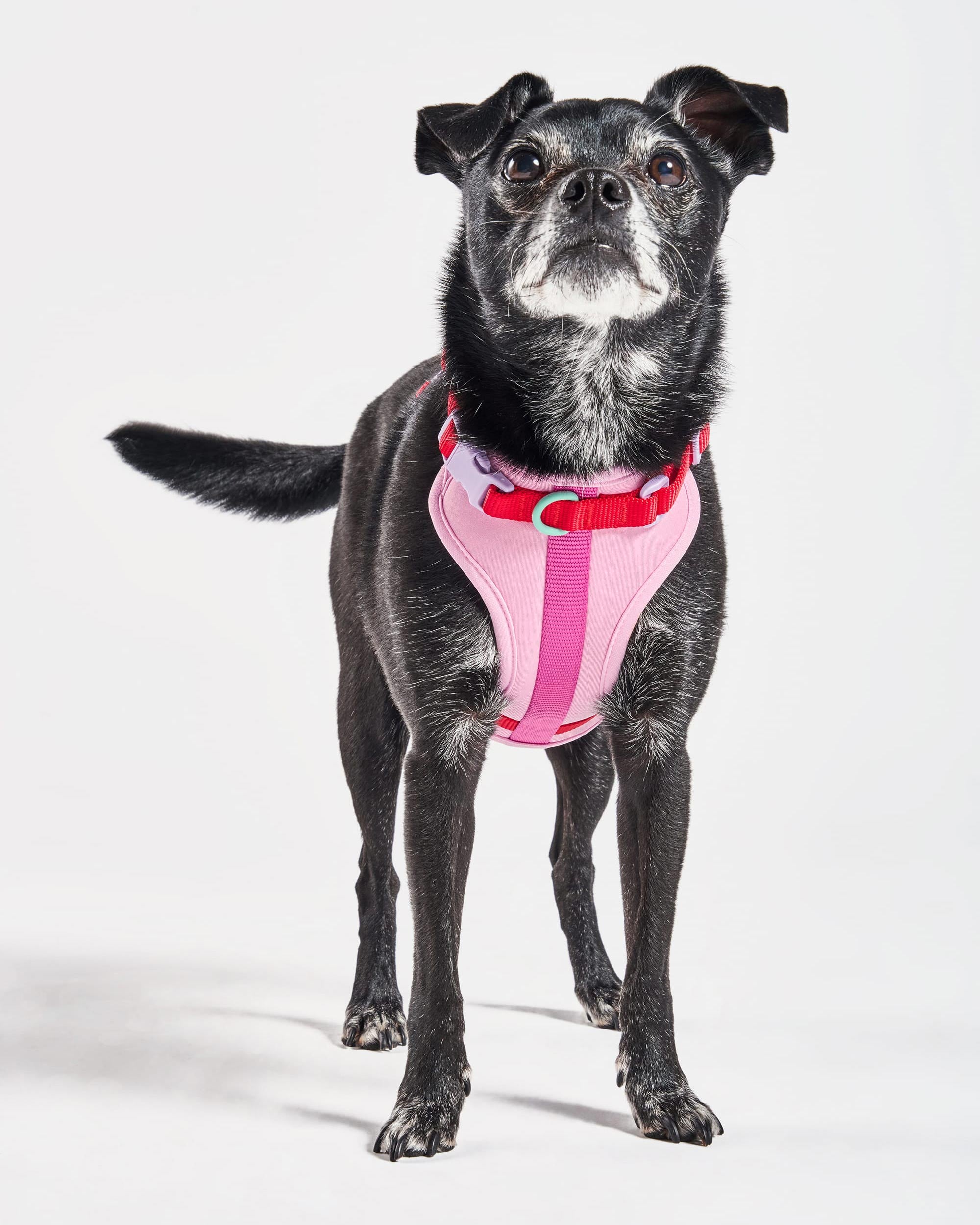 Cushioned Dog Harness - Image 2