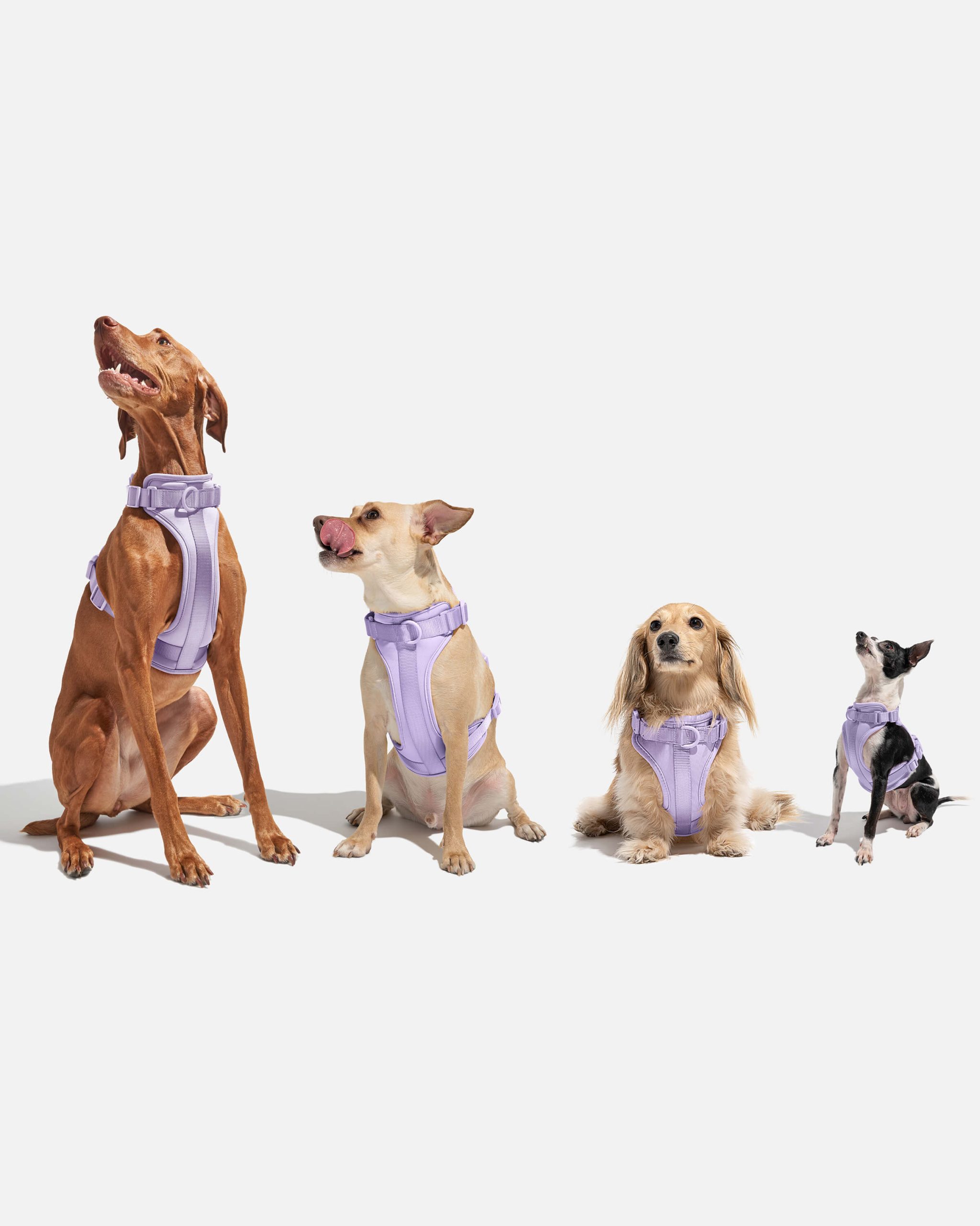 Cushioned Dog Harness - Image 54