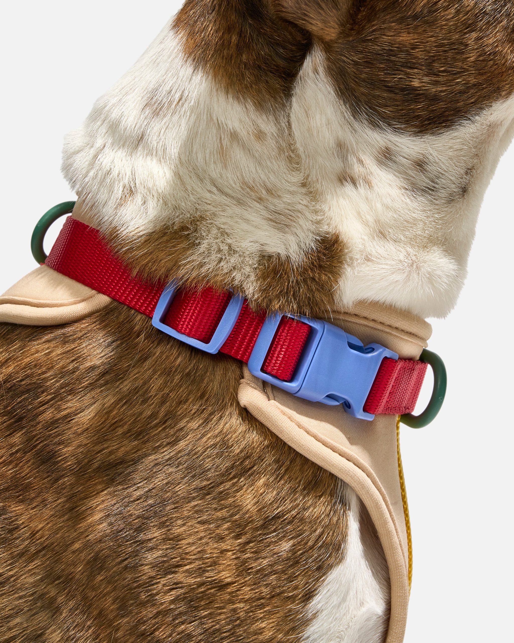 Cushioned Dog Harness - Image 11