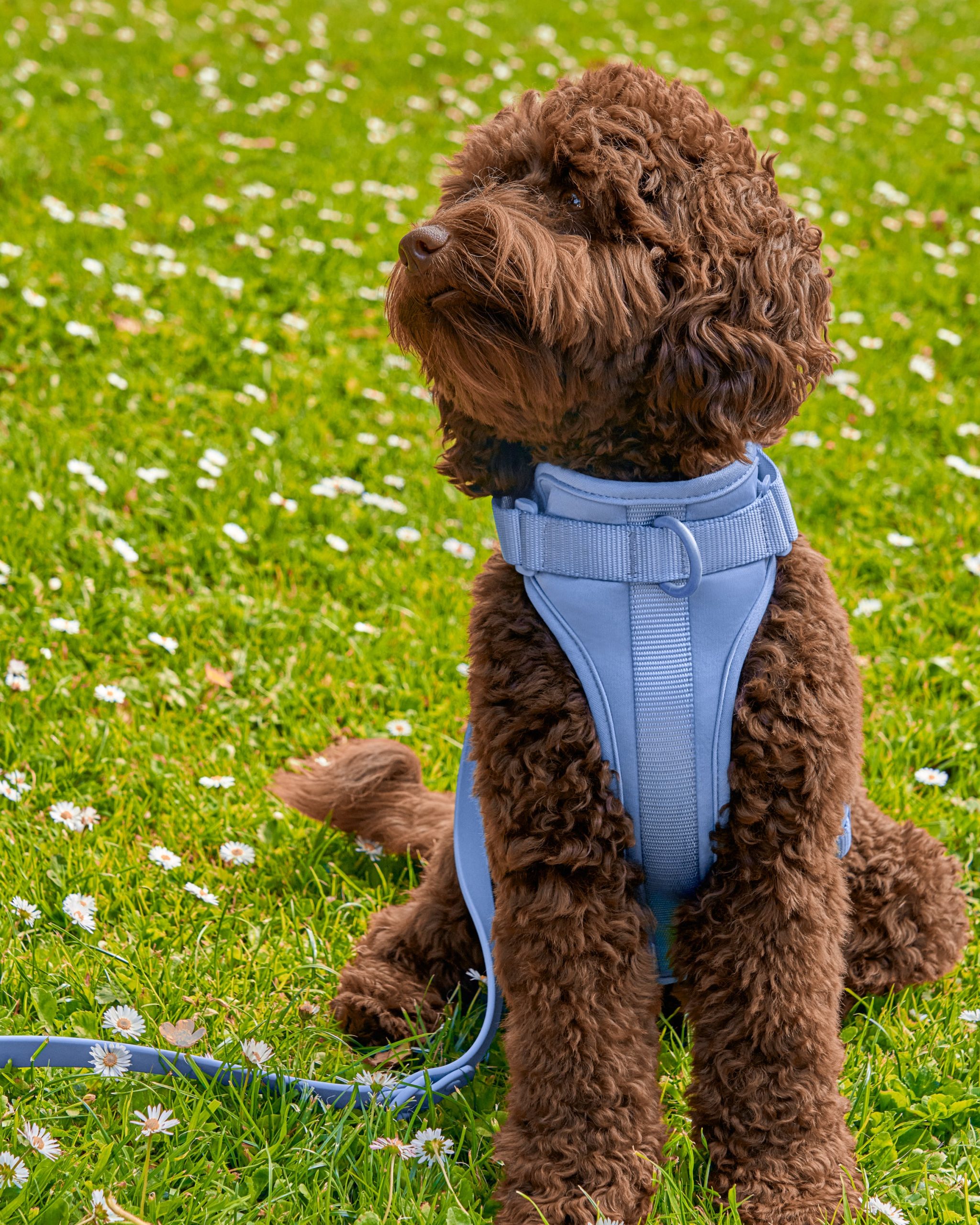 Cushioned Dog Harness - Image 35