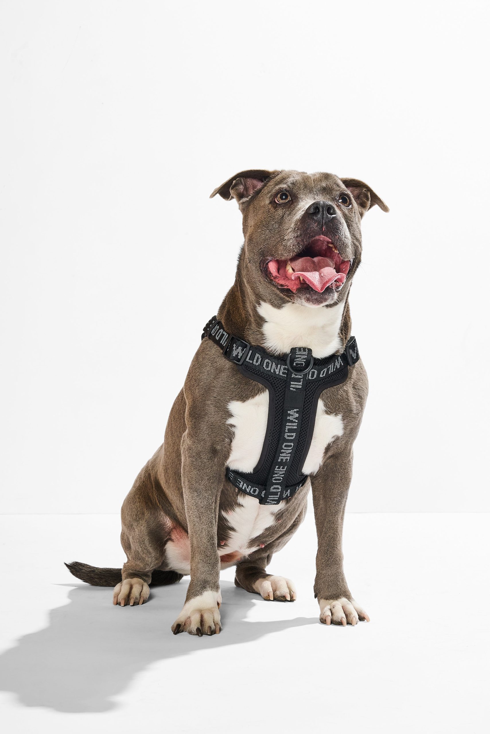 Step-In Dog Harness - Image 17