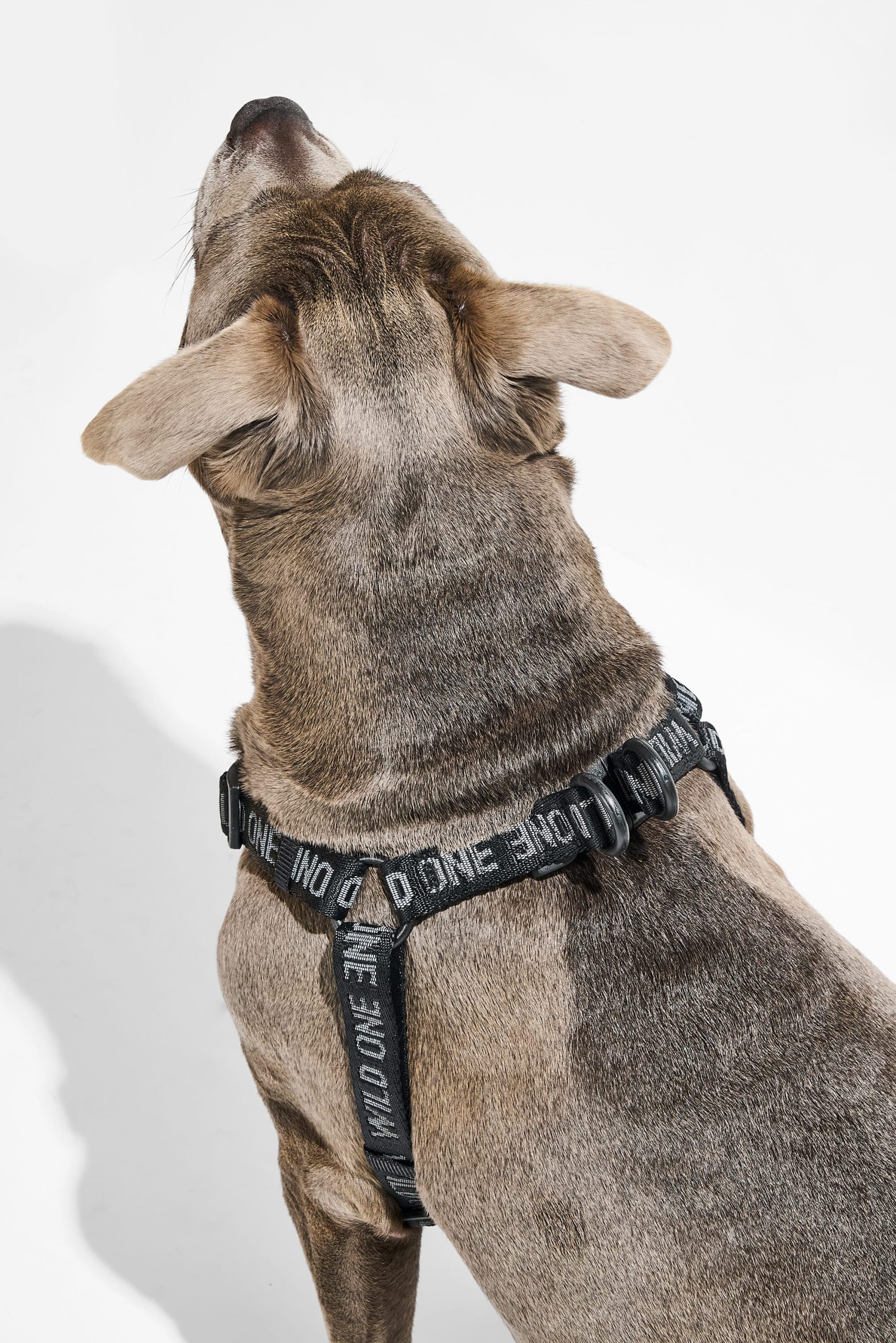 Step-In Dog Harness - Image 19