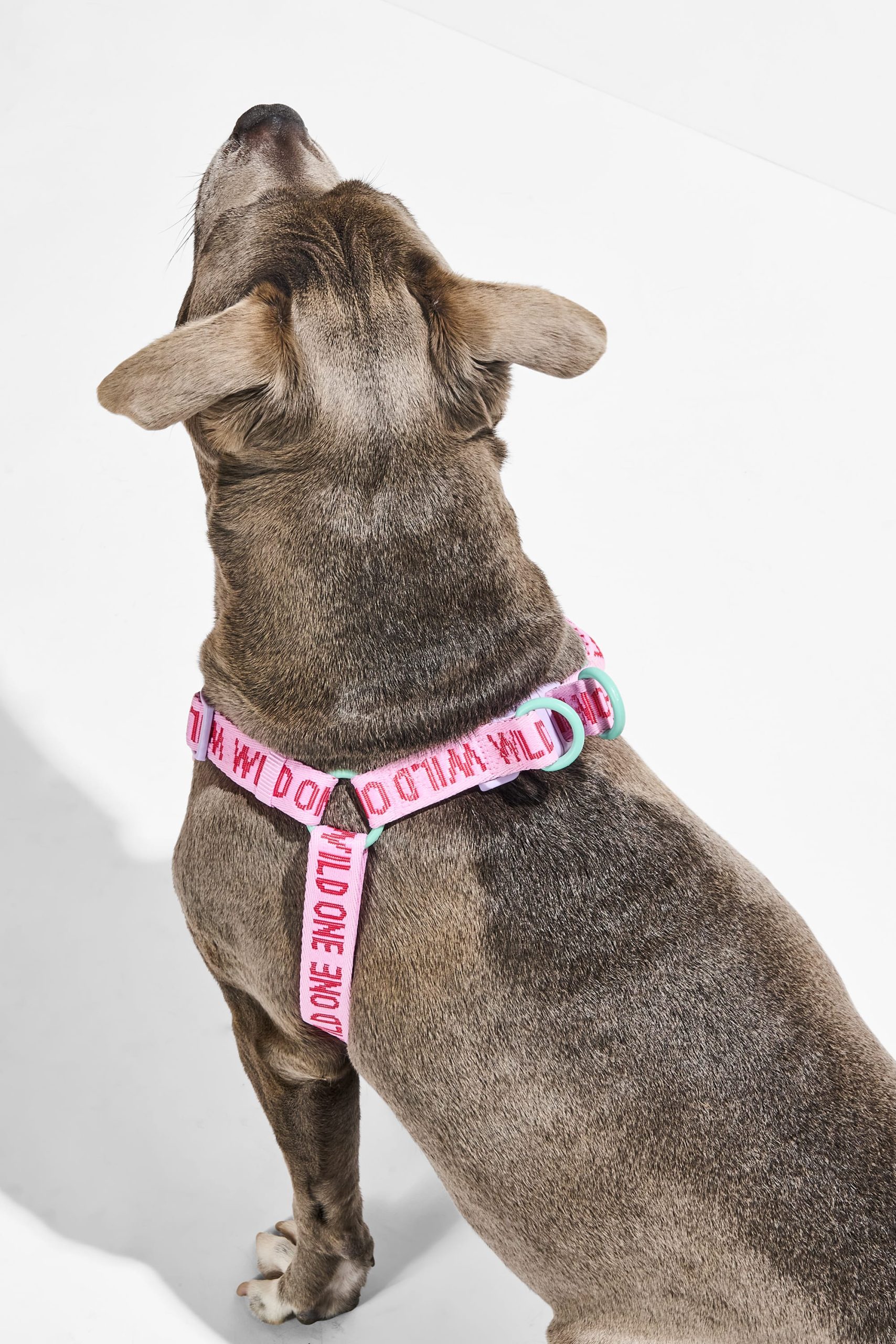 Step-In Dog Harness - Image 12