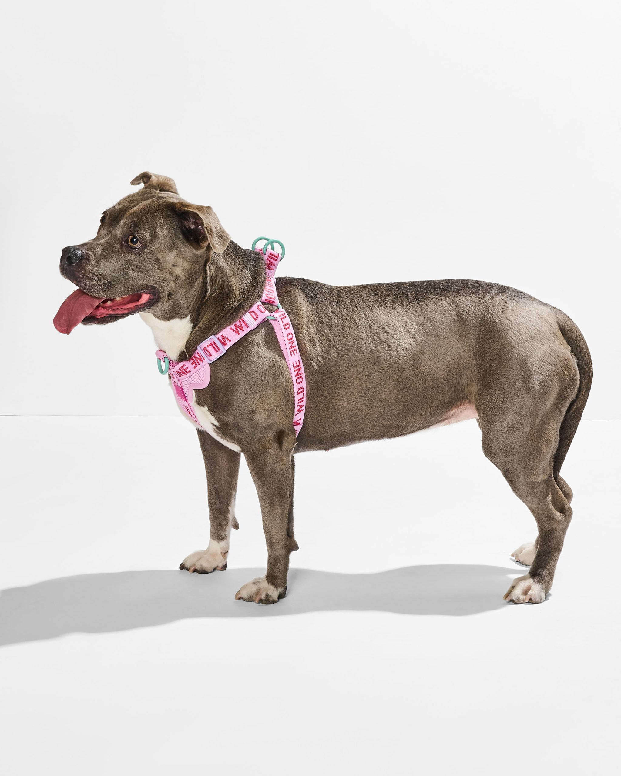 Step-In Dog Harness - Image 10