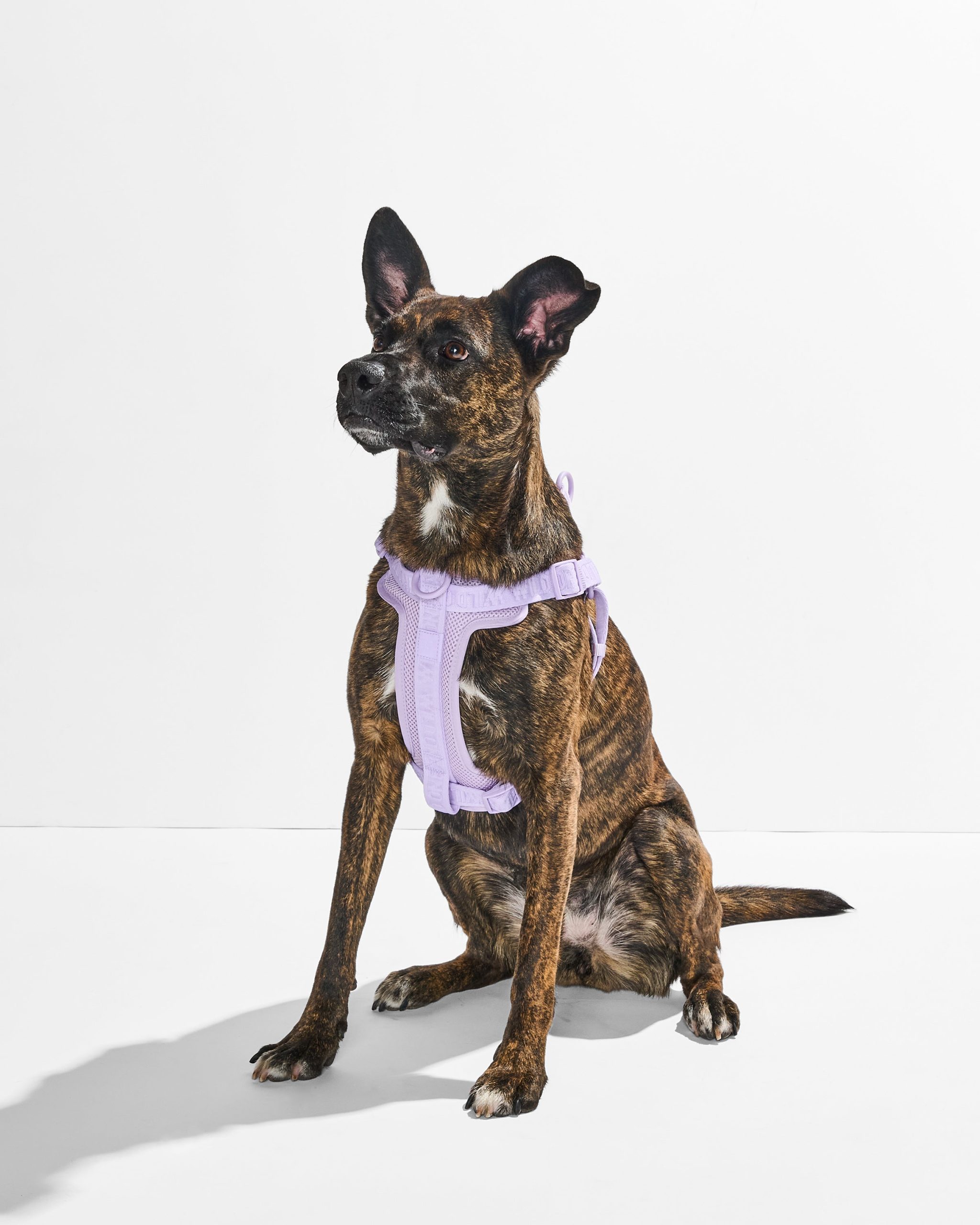 Step-In Dog Harness - Image 25