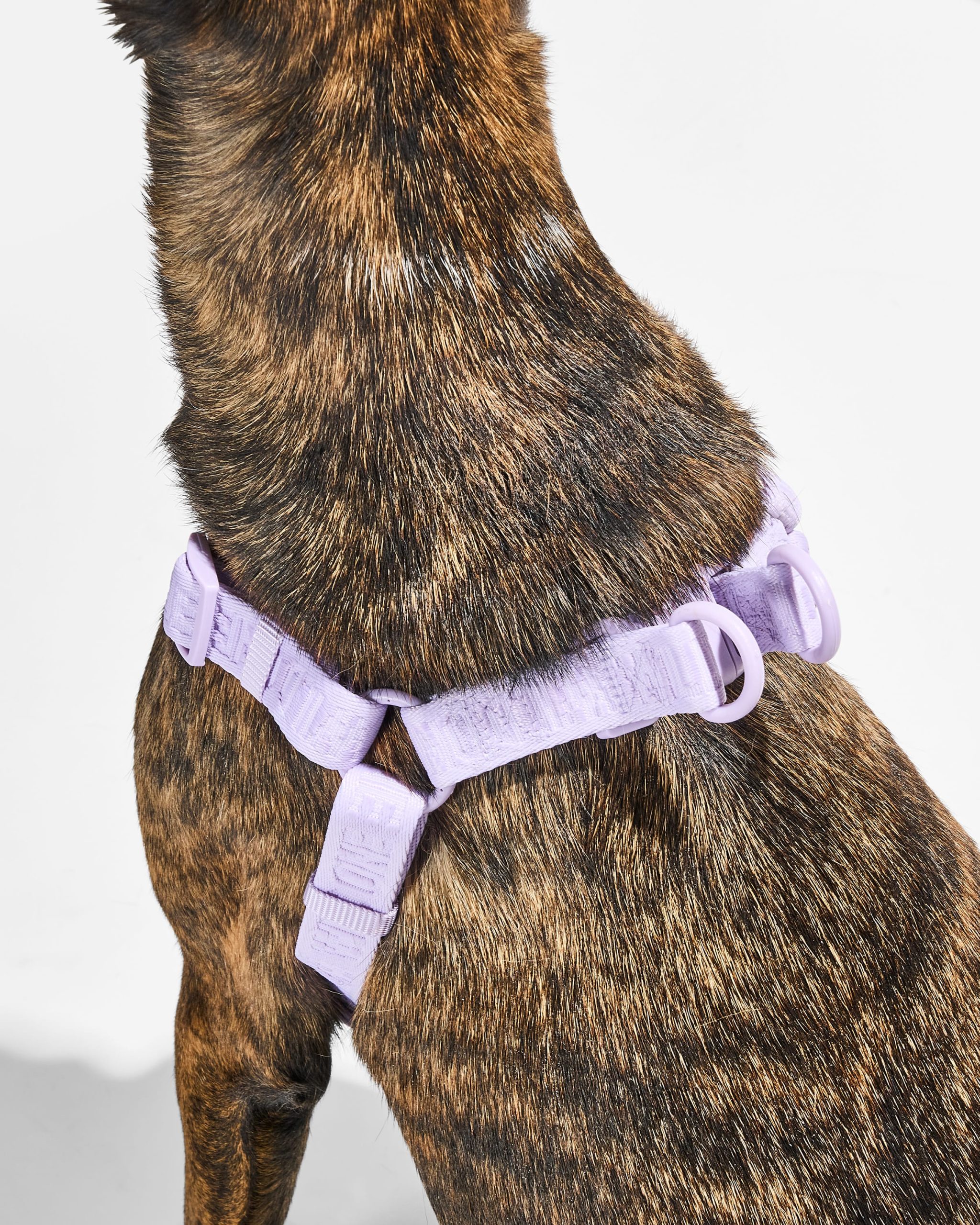 Step-In Dog Harness - Image 24
