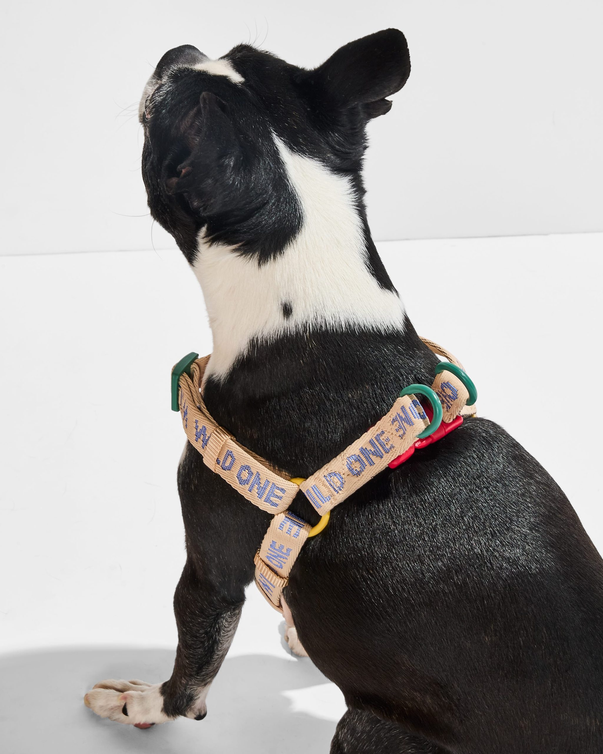 Step-In Harness + Waterproof Leash Walk Kit - Image 3