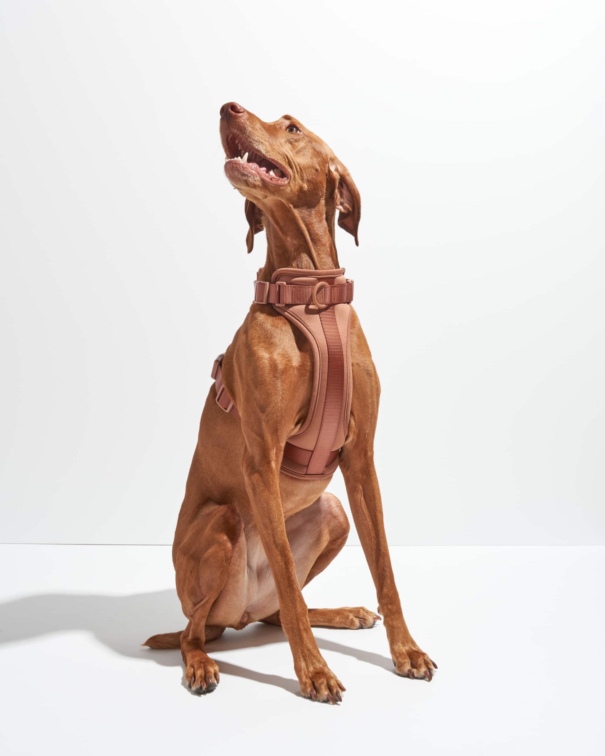 Cushioned Dog Harness - Image 21