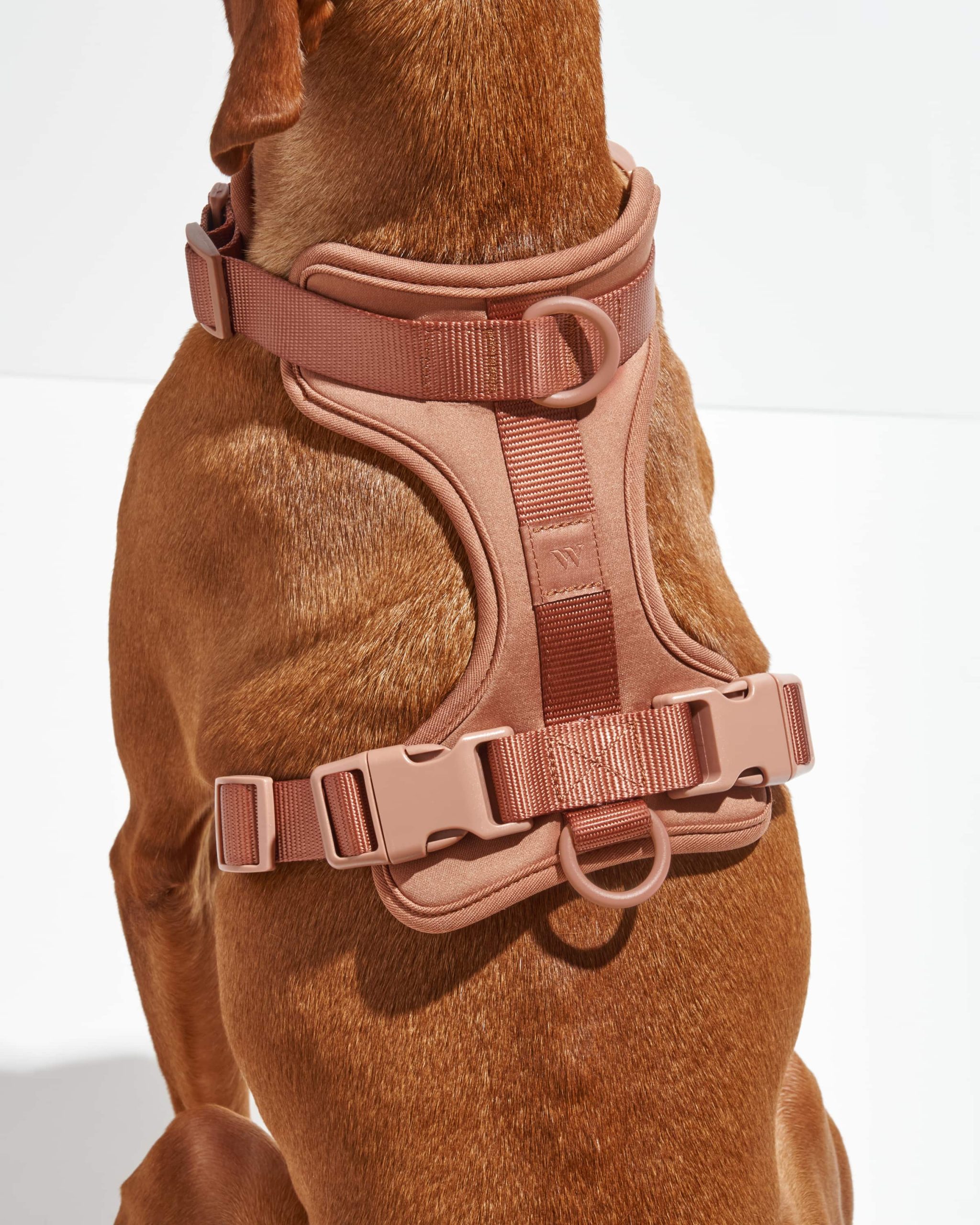Cushioned Dog Harness - Image 24