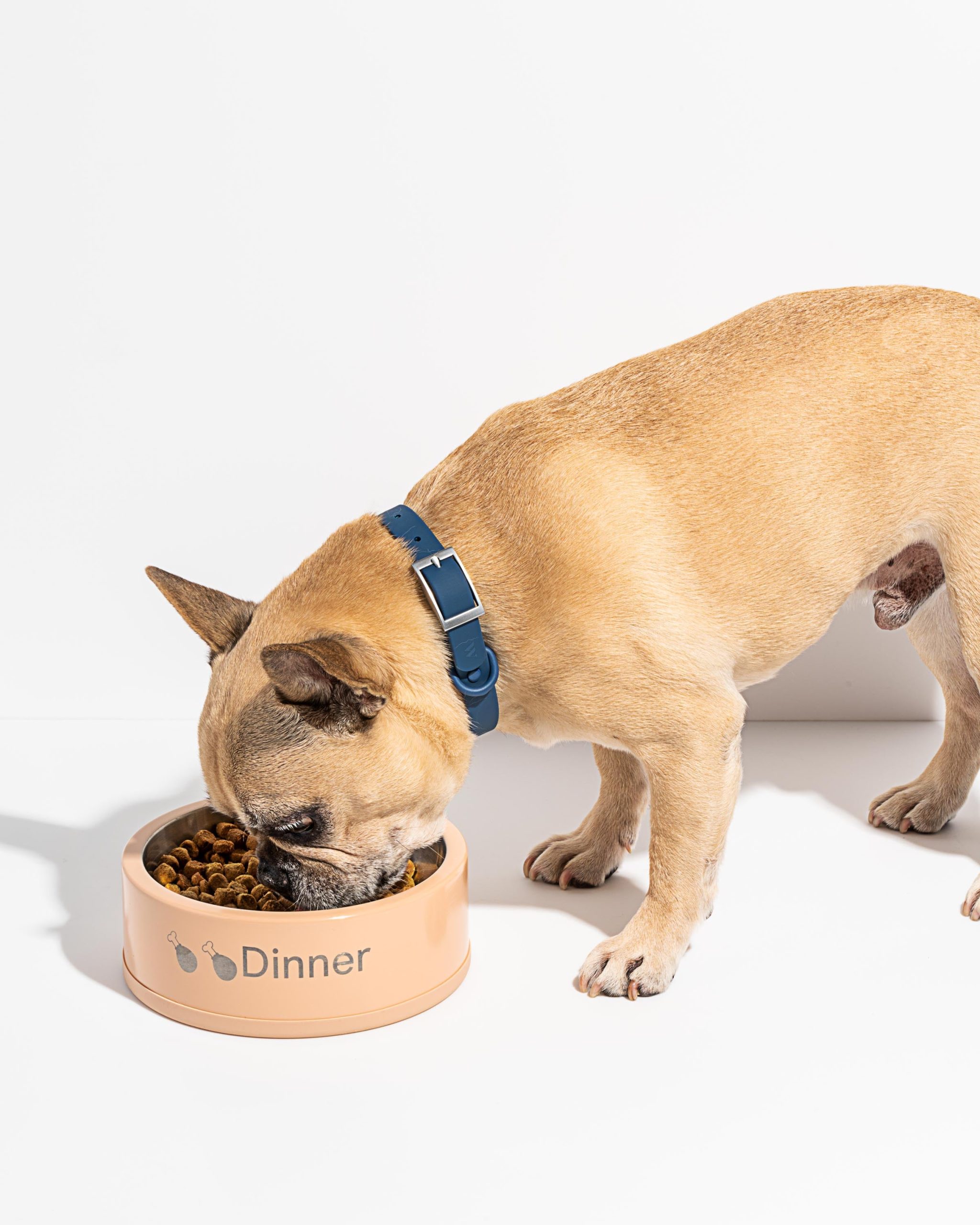 Dog Bowl - Image 18