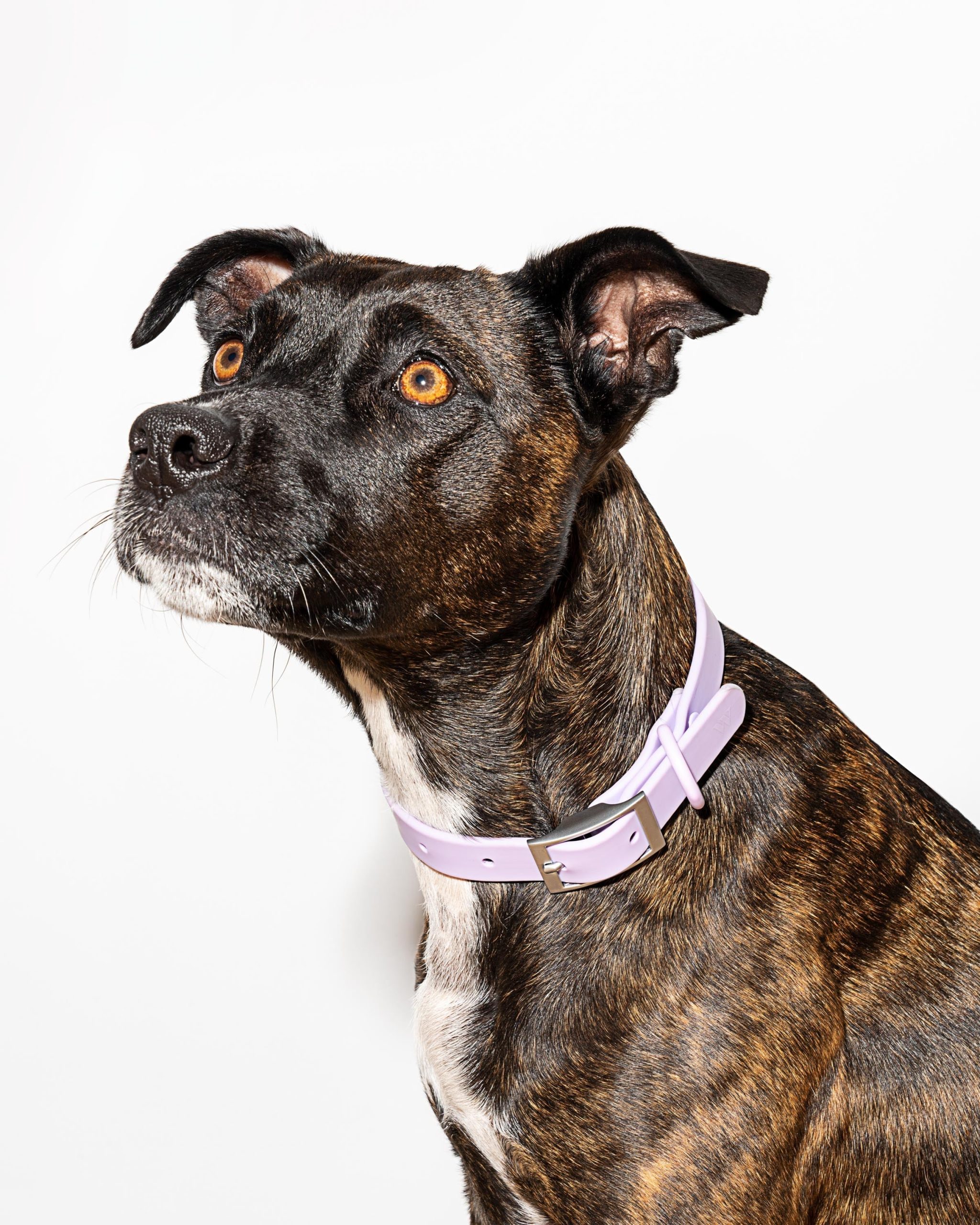 Waterproof Dog Collar - Image 18