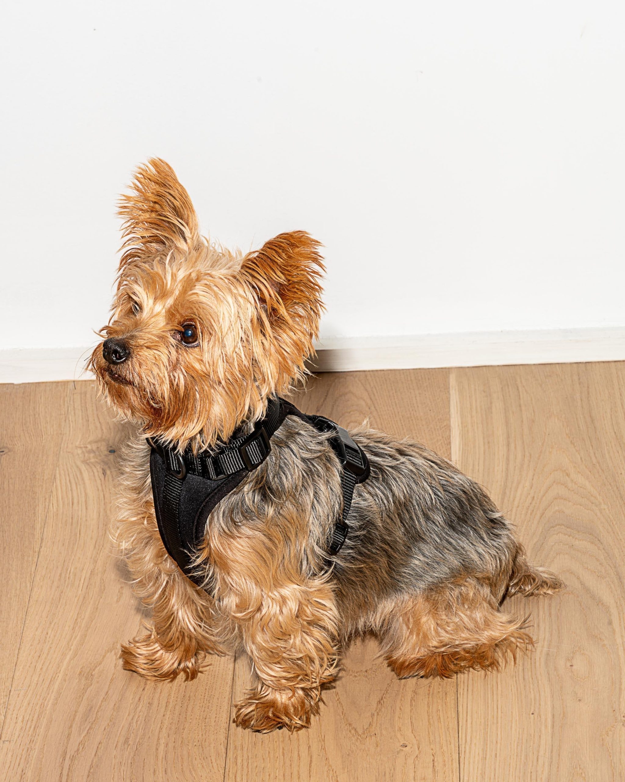 Cushioned Dog Harness - Image 49
