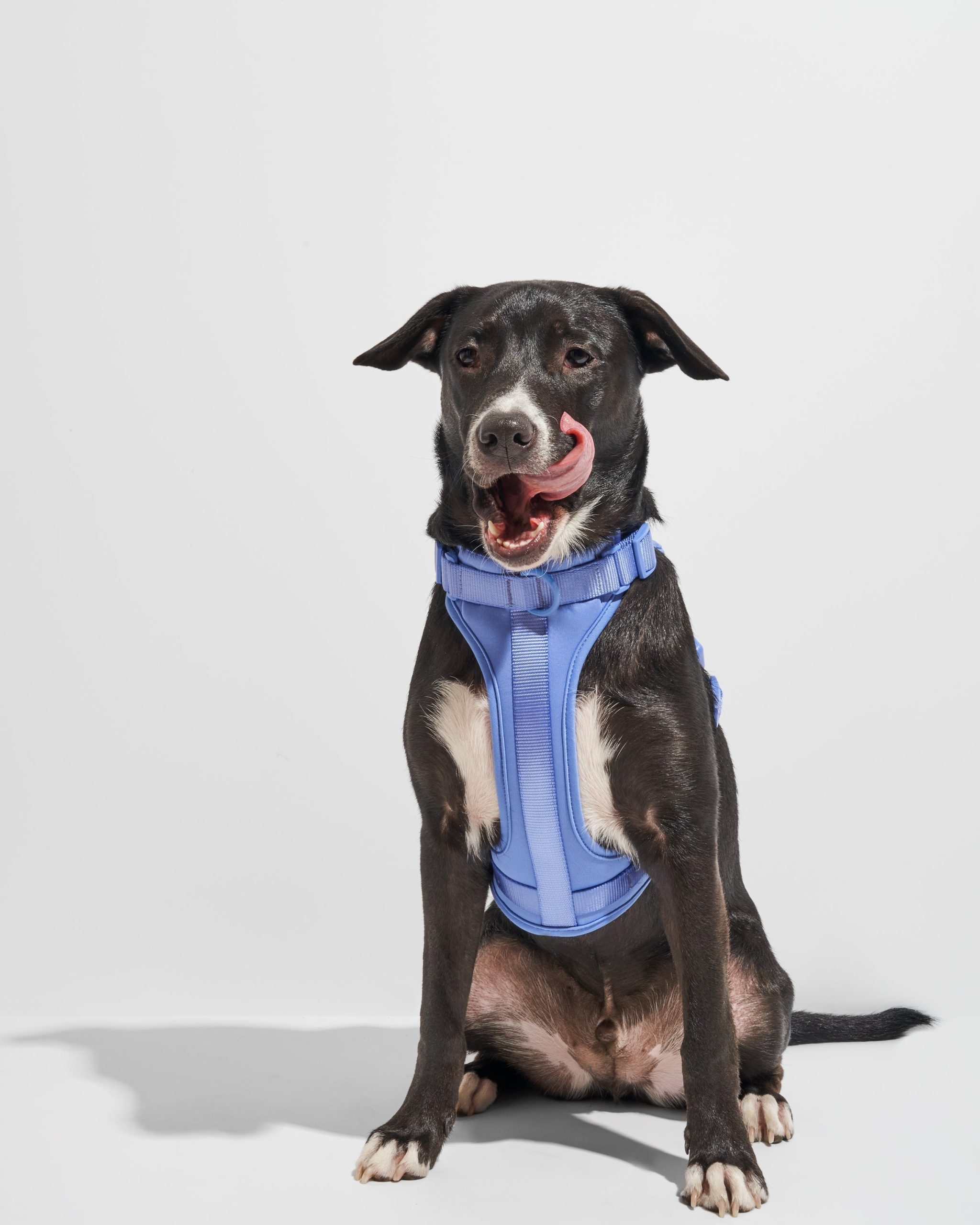 Cushioned Dog Harness - Image 32