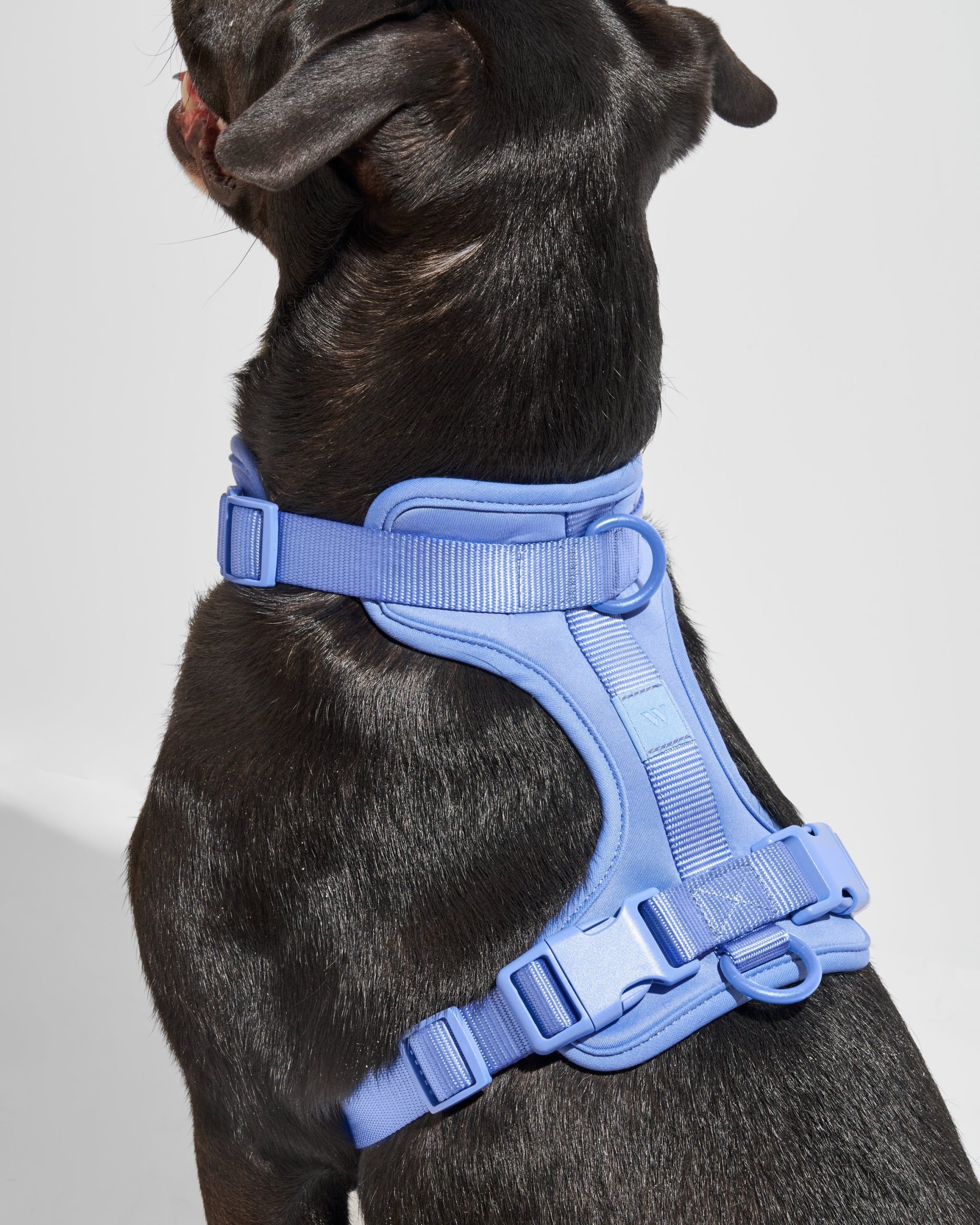Cushioned Dog Harness - Image 30
