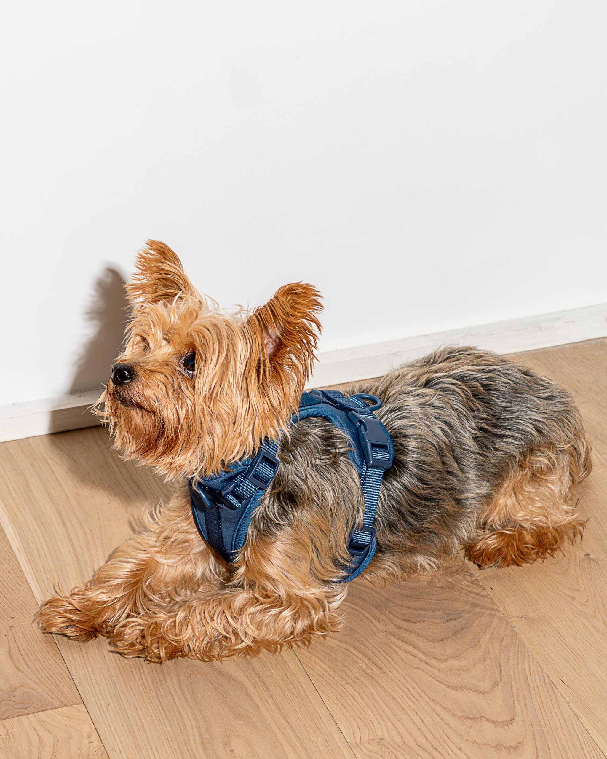 Cushioned Dog Harness - Image 42