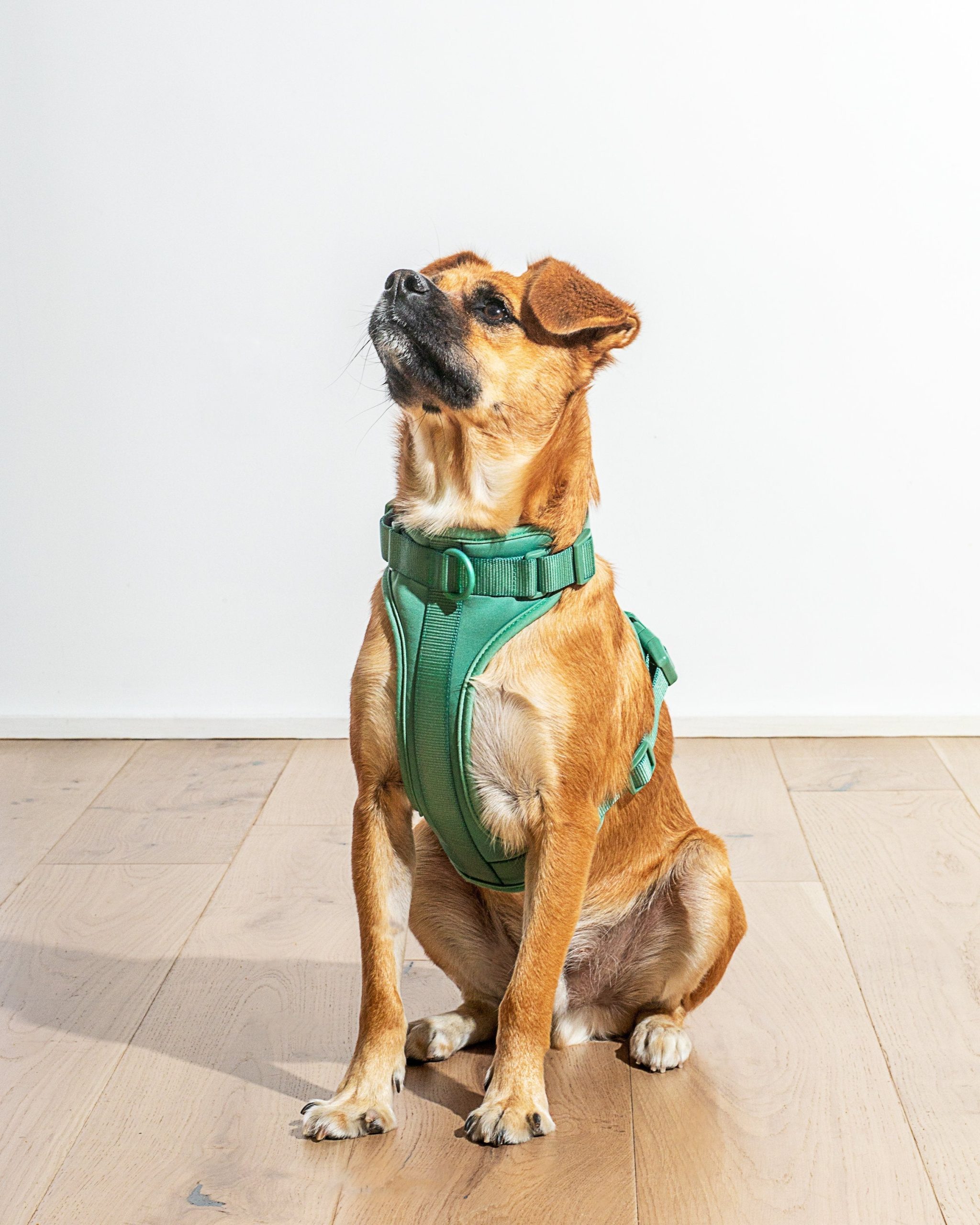 Cushioned Dog Harness - Image 15