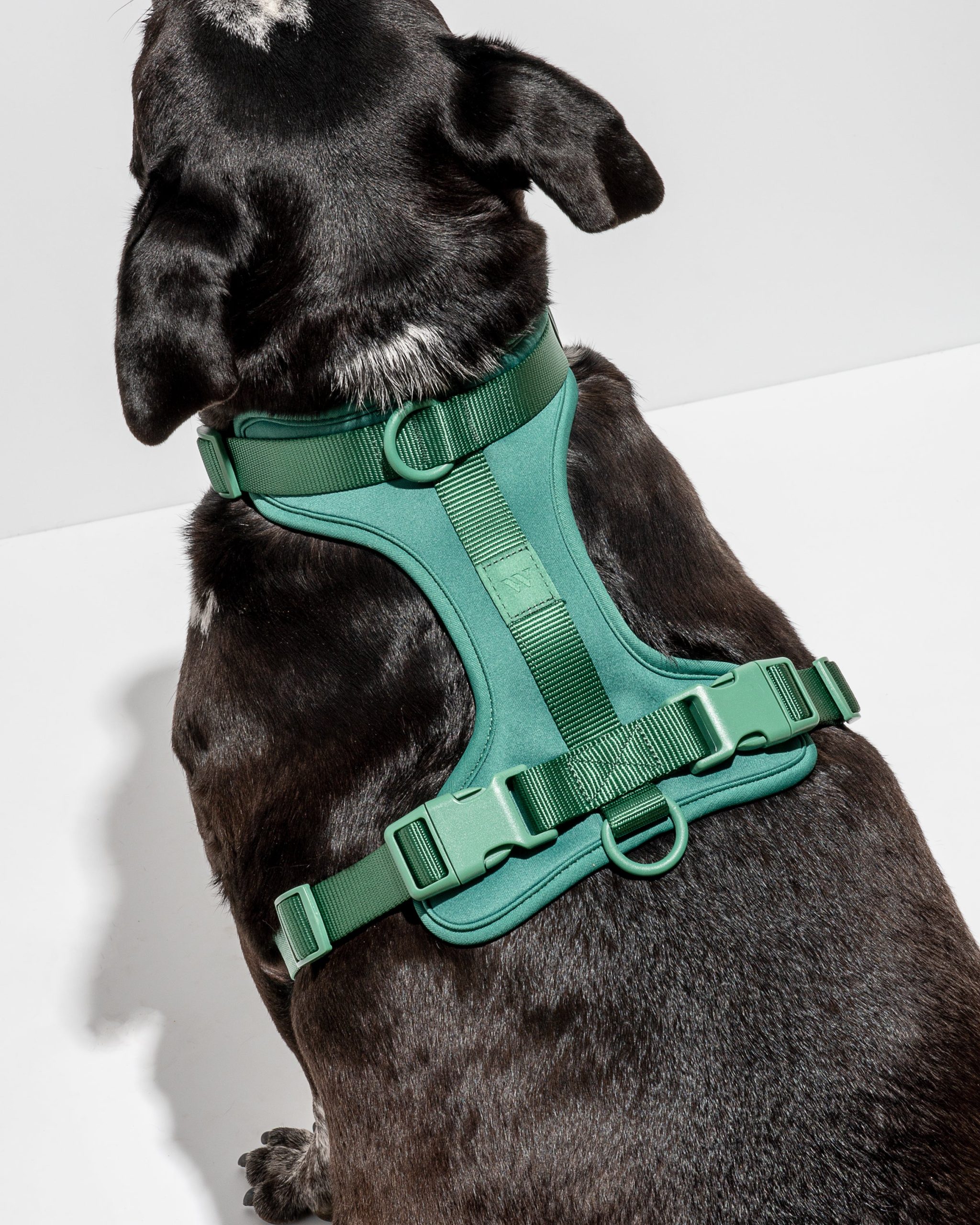 Cushioned Dog Harness - Image 19