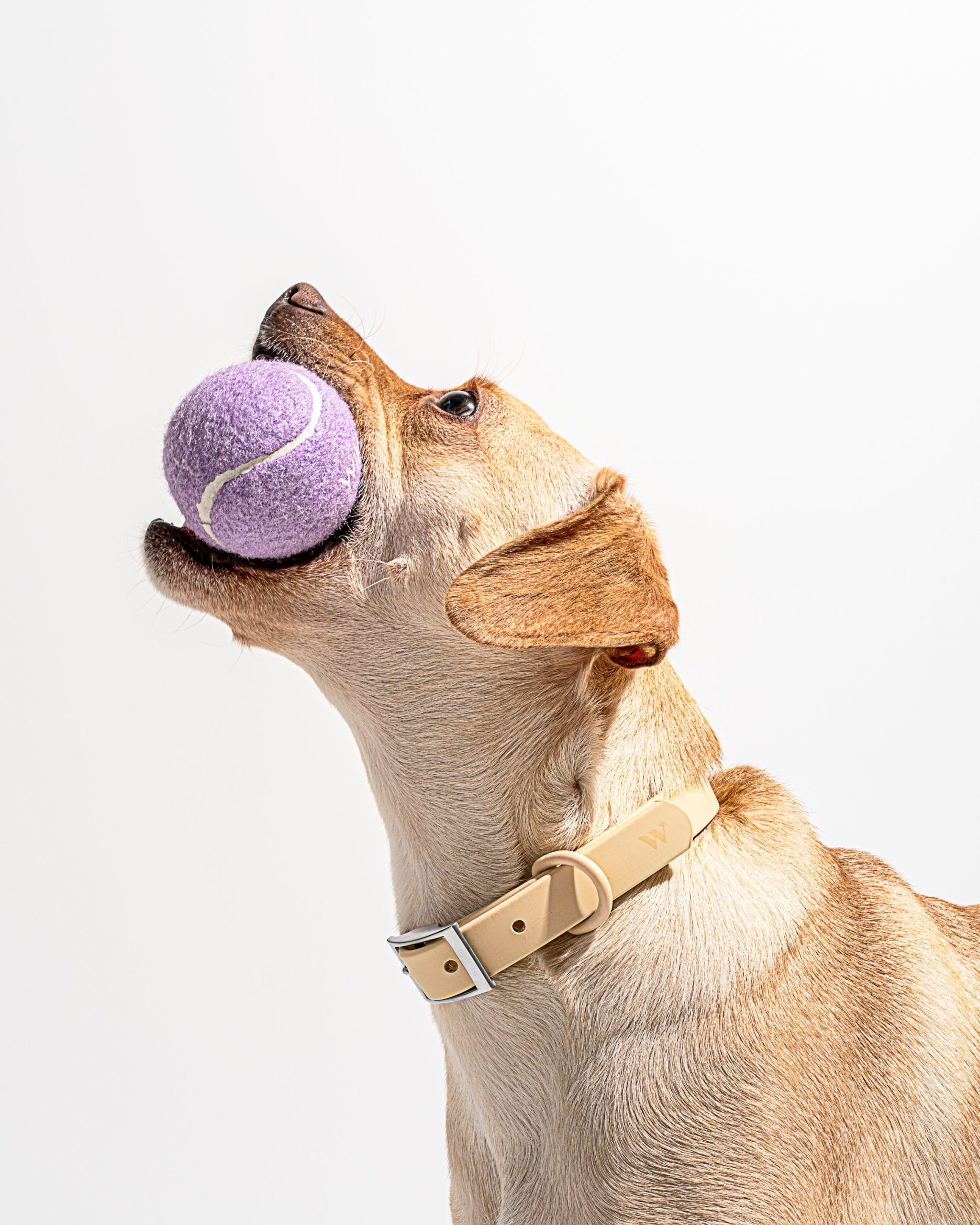 Tennis Balls 4-Pack - Image 10
