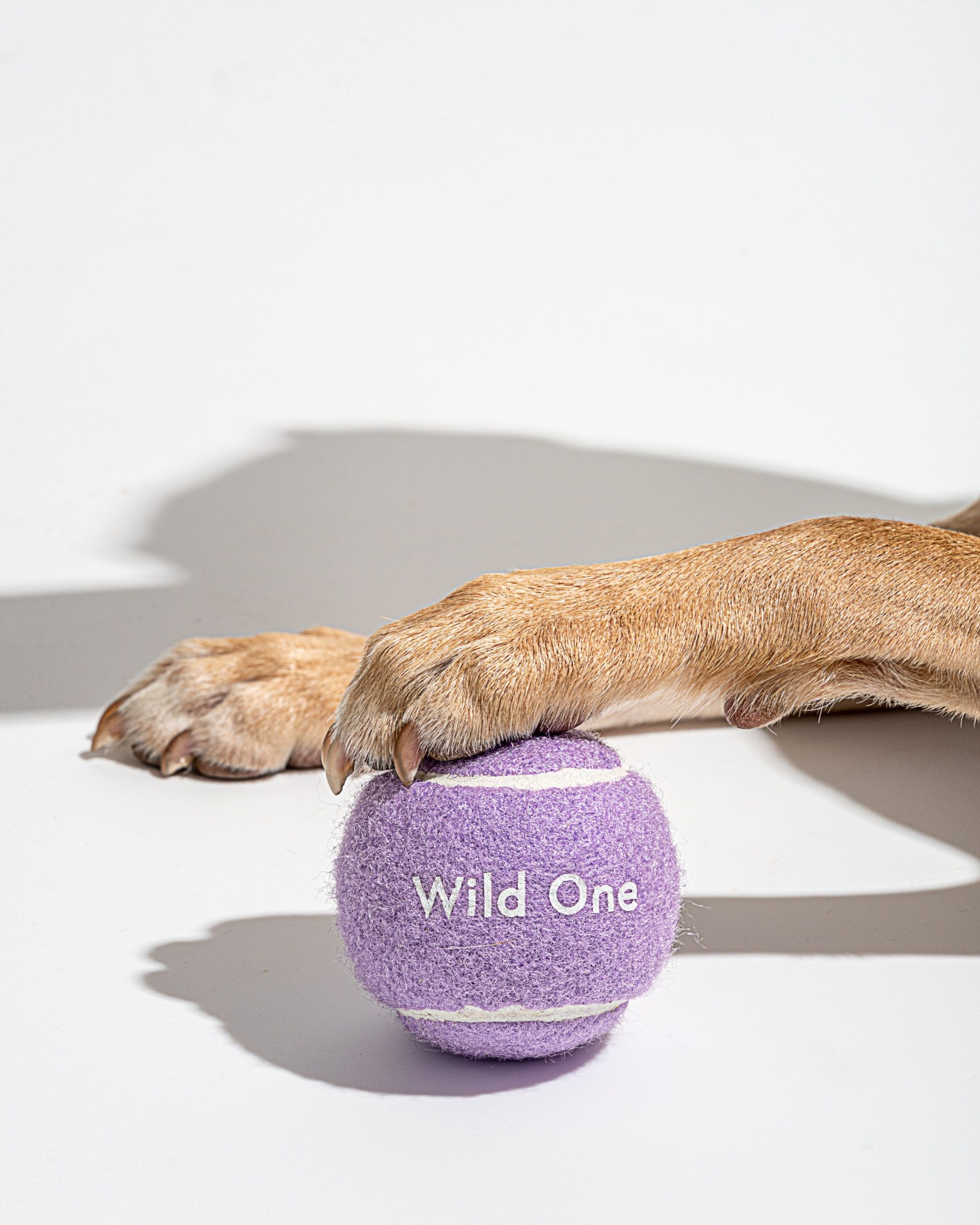 Tennis Balls 4-Pack - Image 11