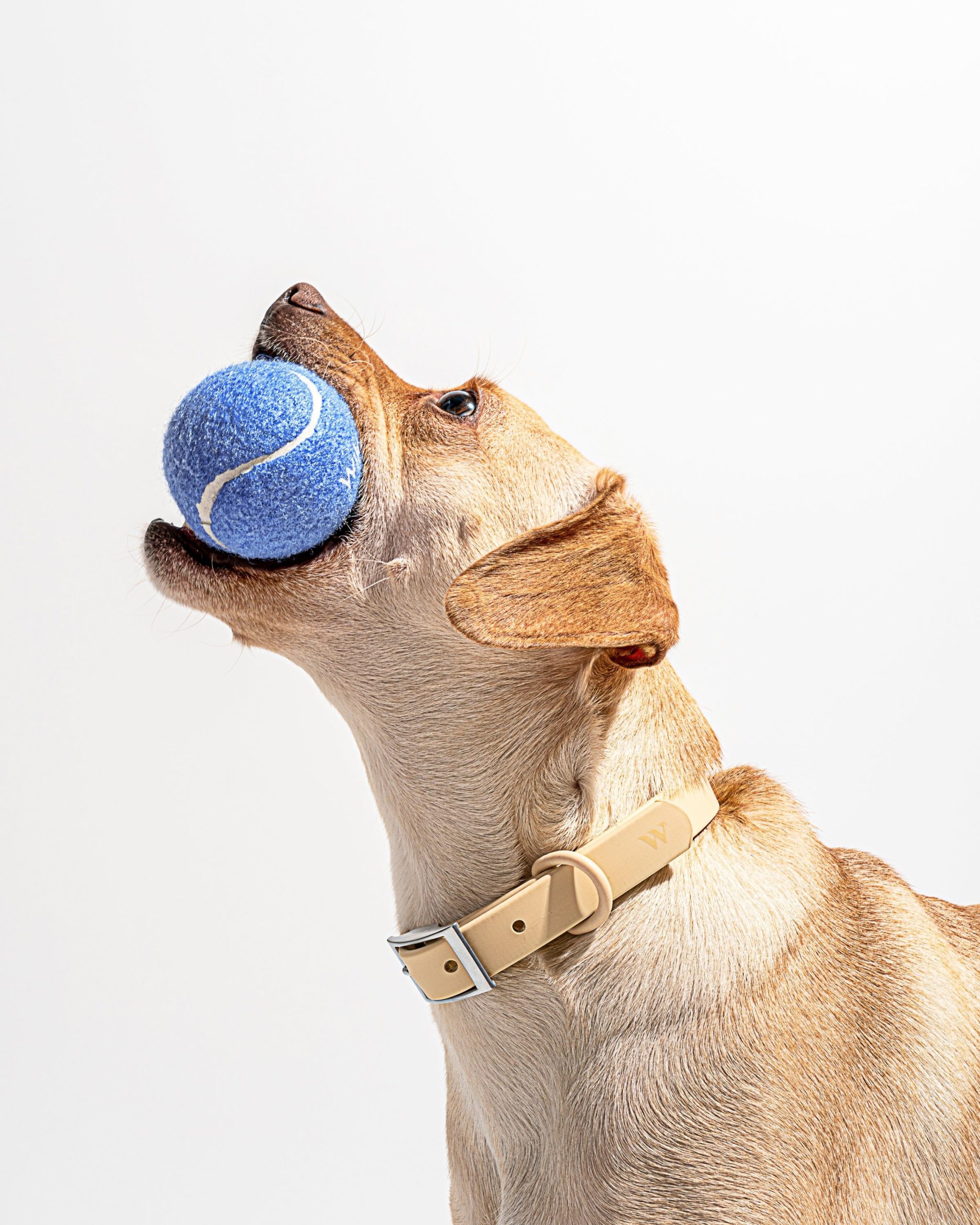 Tennis Balls 4-Pack - Image 2