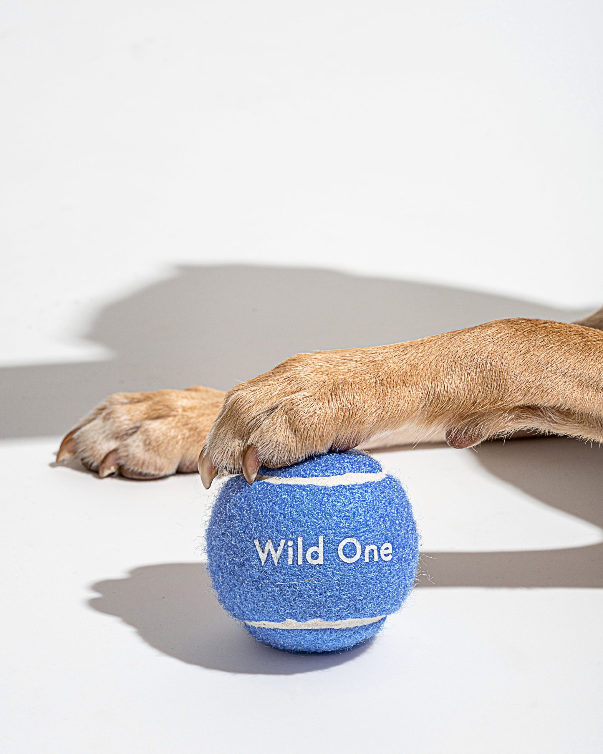 Tennis Balls 4-Pack - Image 5