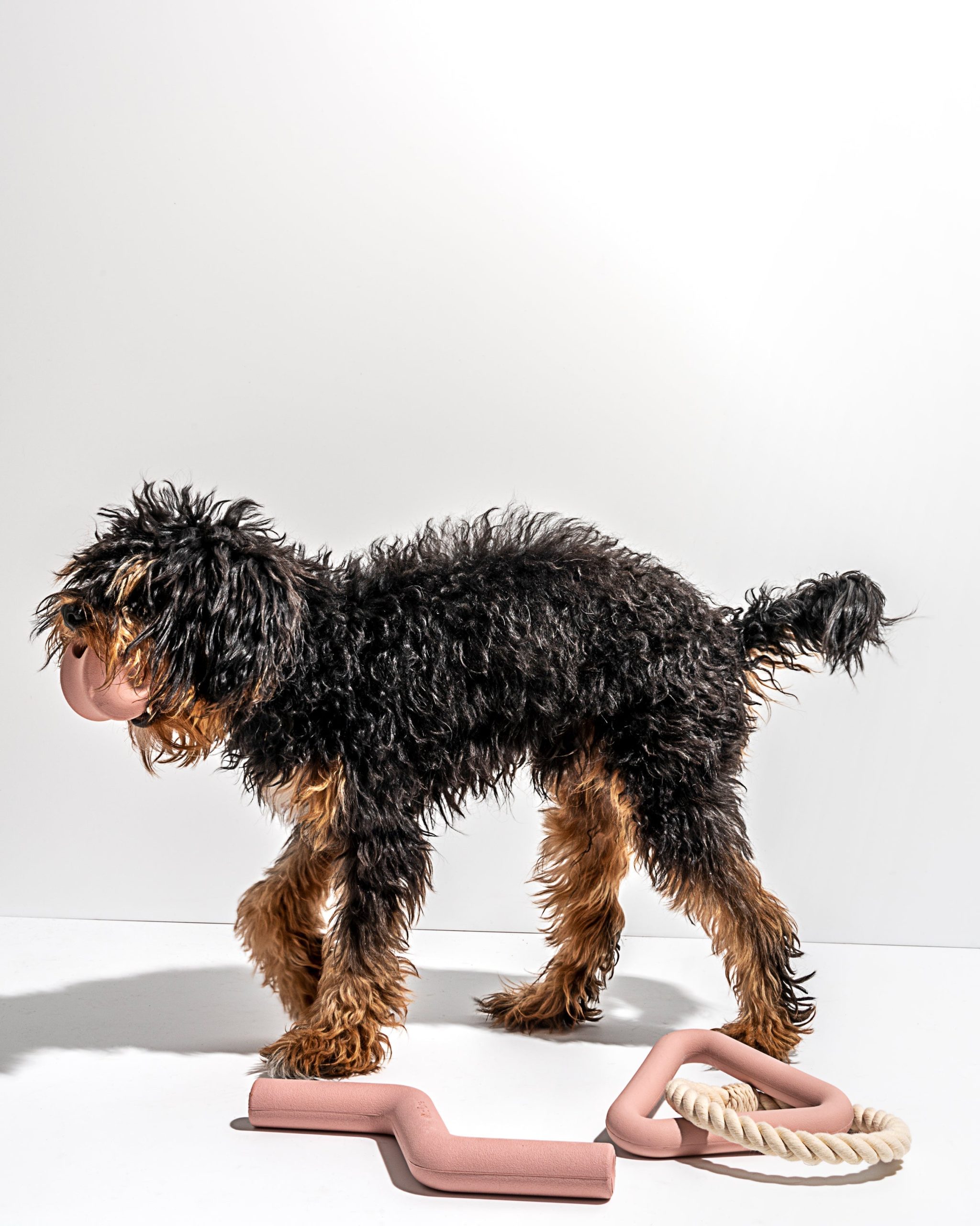Dog Toy Kit - Image 26