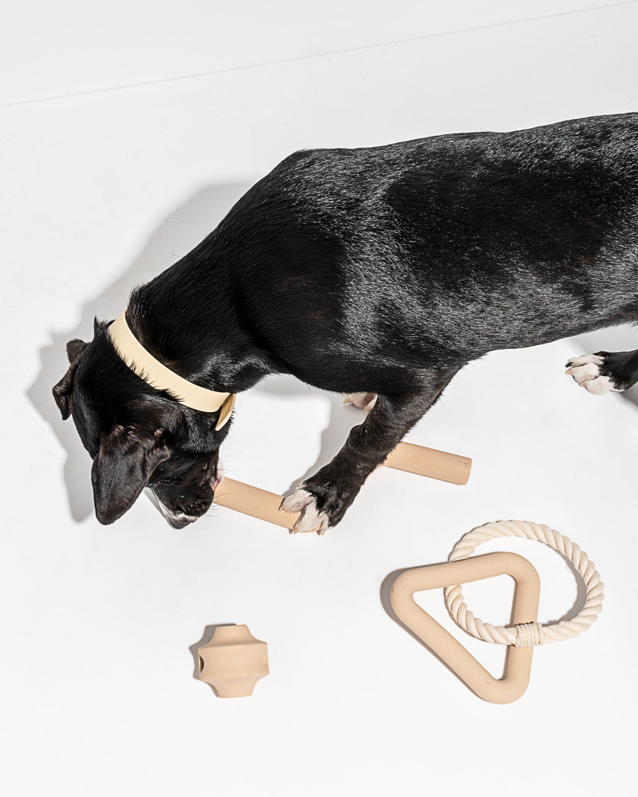Dog Toy Kit - Image 38